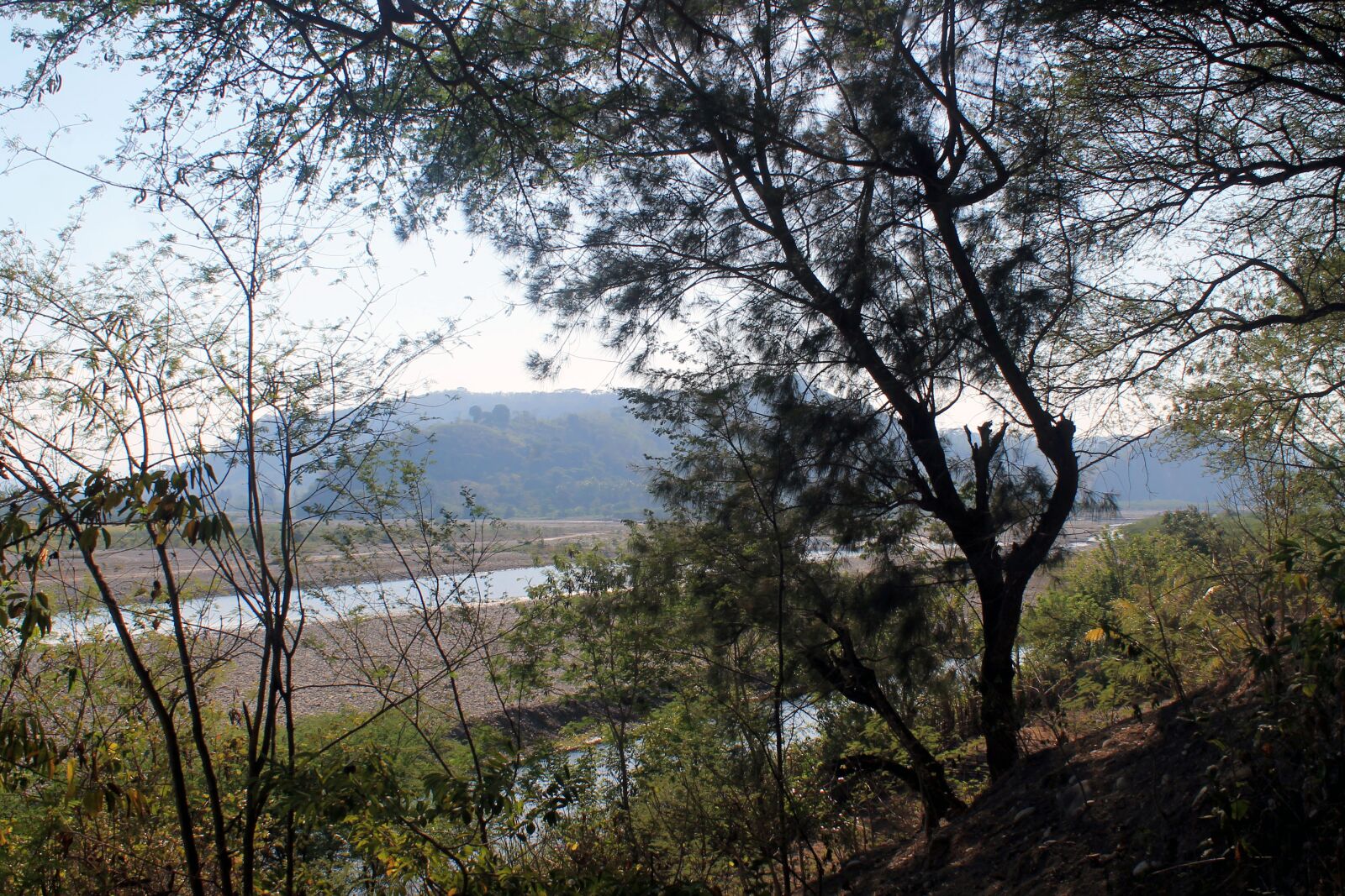 Canon EOS 1100D (EOS Rebel T3 / EOS Kiss X50) sample photo. The tree, wood, nature photography