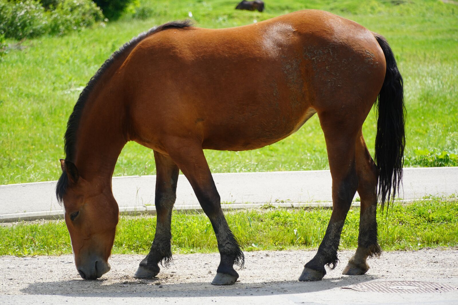 Sony a6400 sample photo. Horse, animal, nature photography