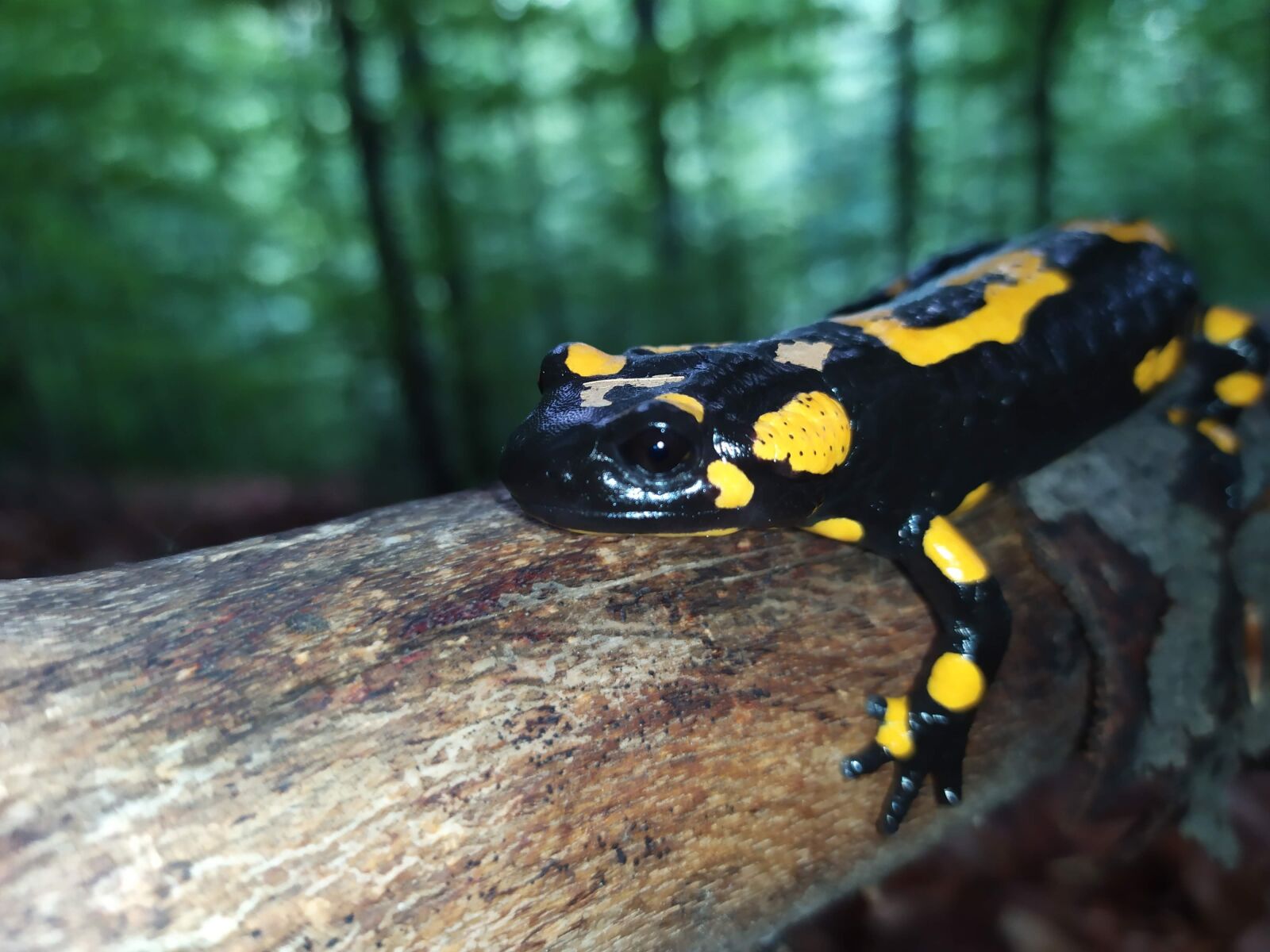 Xiaomi Redmi Note 7 sample photo. Amphibians, salamander, fire salamander photography