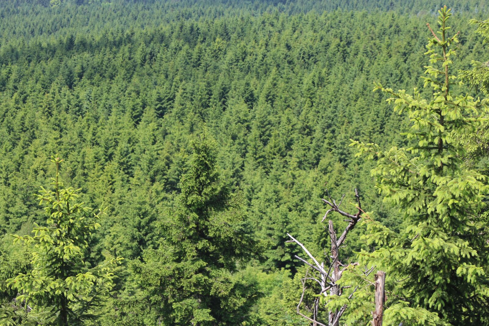 Canon EF75-300mm f/4-5.6 sample photo. Forest, tree, trees photography