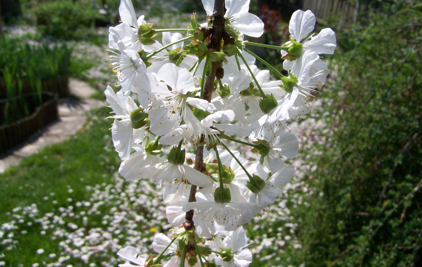Kodak EASYSHARE ZD710 ZOOM DIGITAL CAMERA sample photo. Flowering cherry tree, white photography