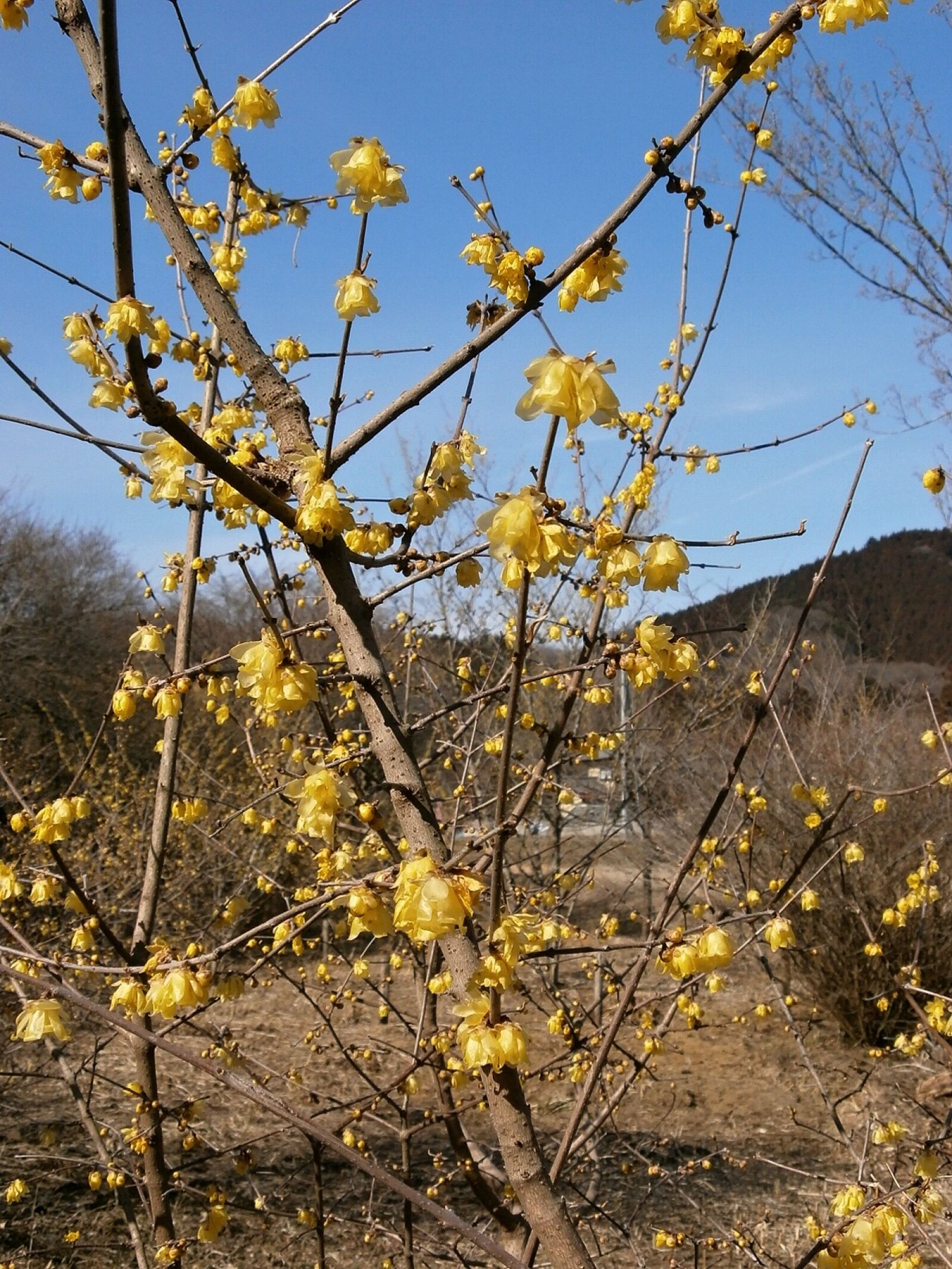 Olympus VG110,D700 sample photo. Plum, robin, flowers photography
