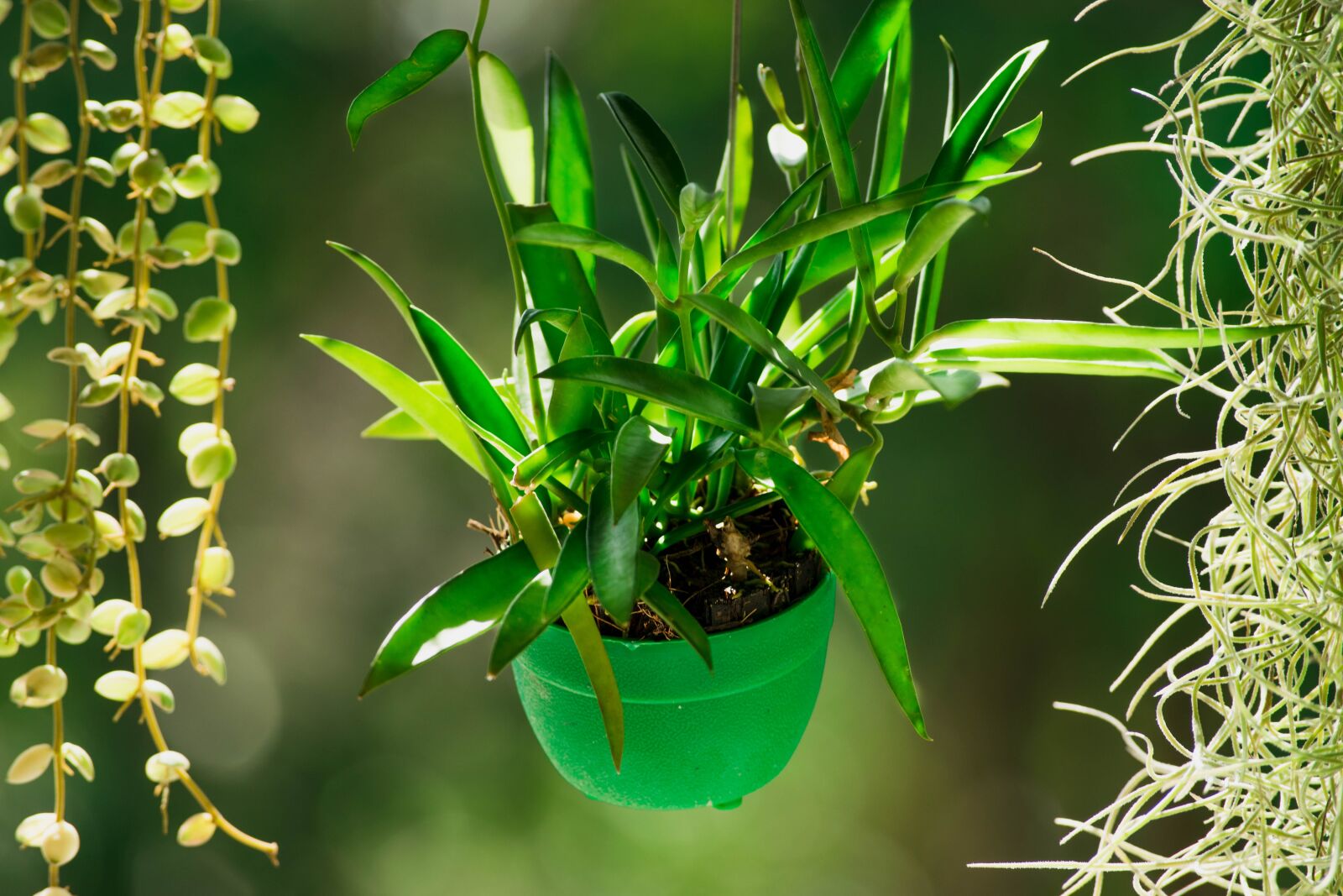 Nikon D5300 sample photo. Tree, green, plant photography