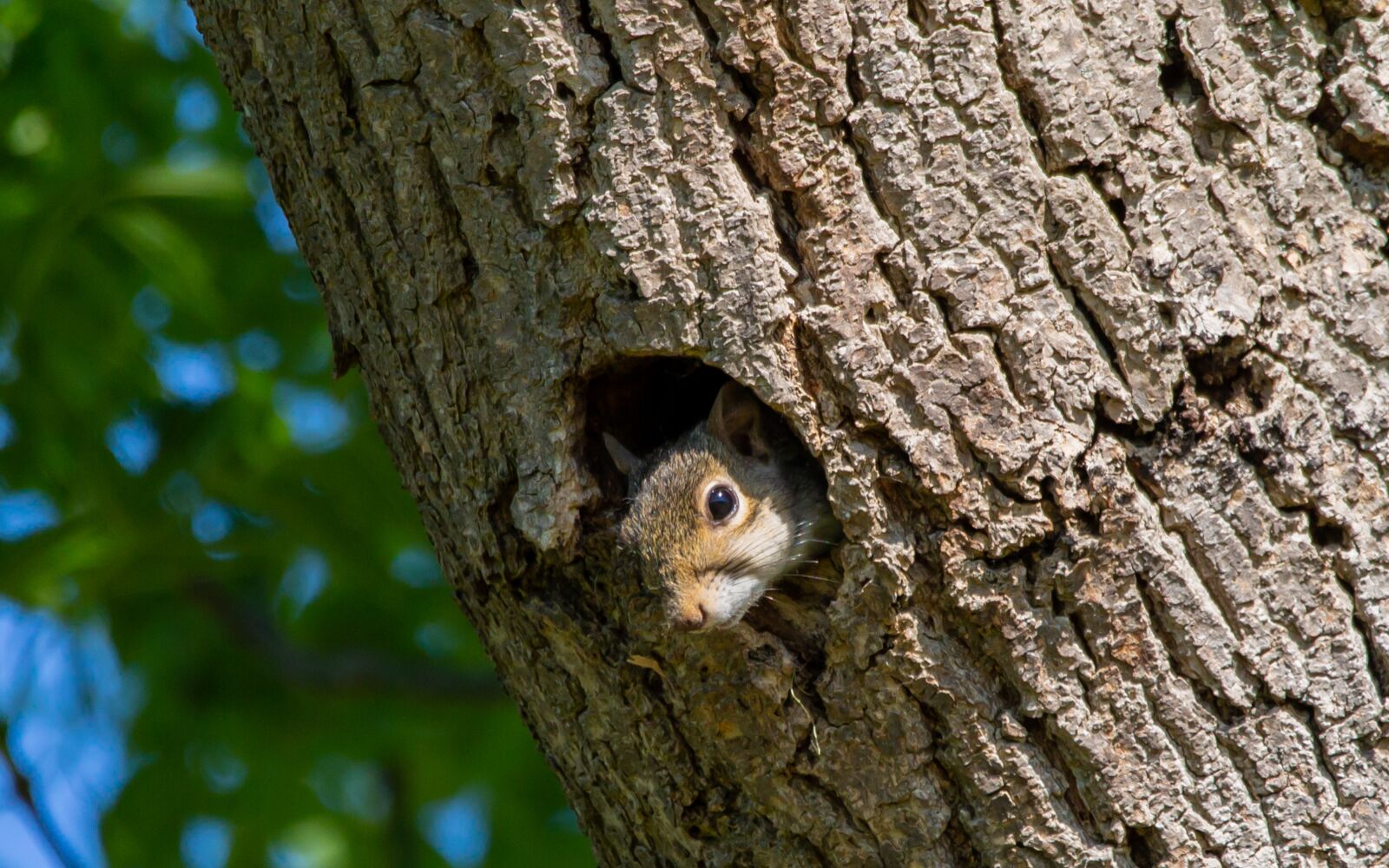 Canon EOS 5D Mark III + 150-600mm F5-6.3 DG OS HSM | Contemporary 015 sample photo. Grey squirrel, squirrel watching photography