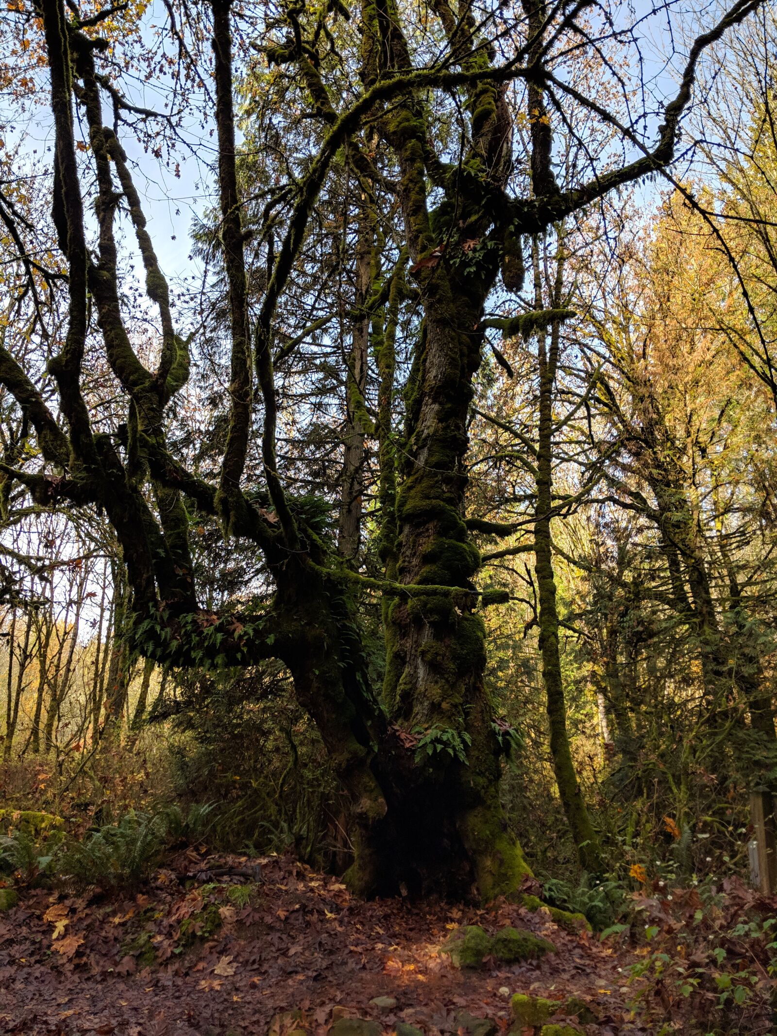 Google Pixel 2 sample photo. Tree, nature, forest photography