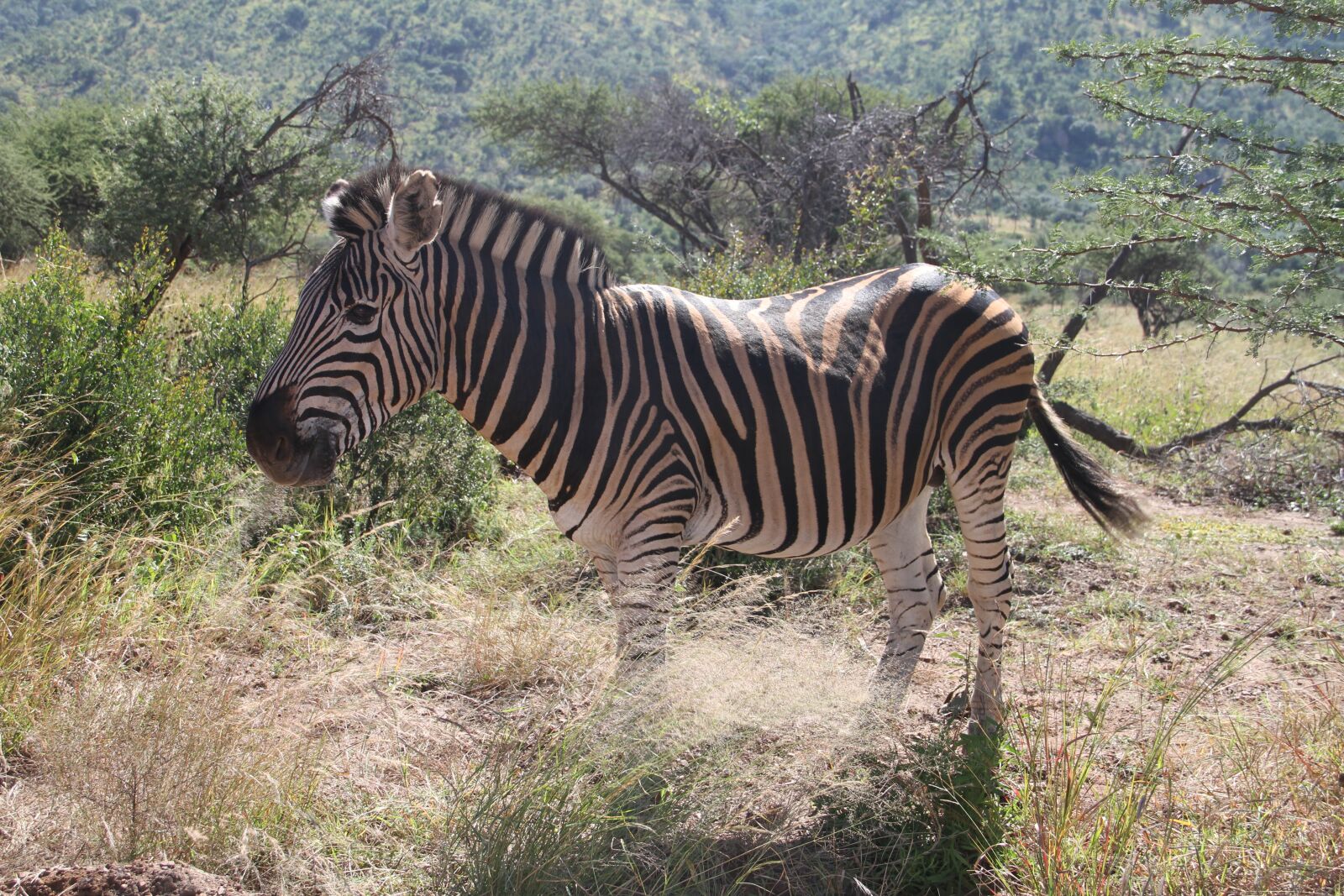 Canon EOS 7D sample photo. Zebra, pilanesberg, safari photography