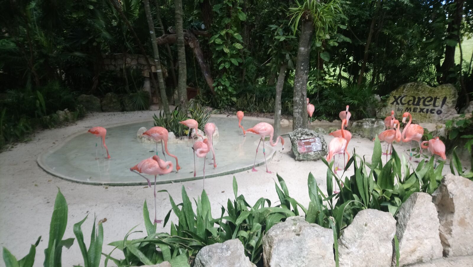 Sony Xperia XA1 Ultra sample photo. Flamingos, mexico, scaret photography