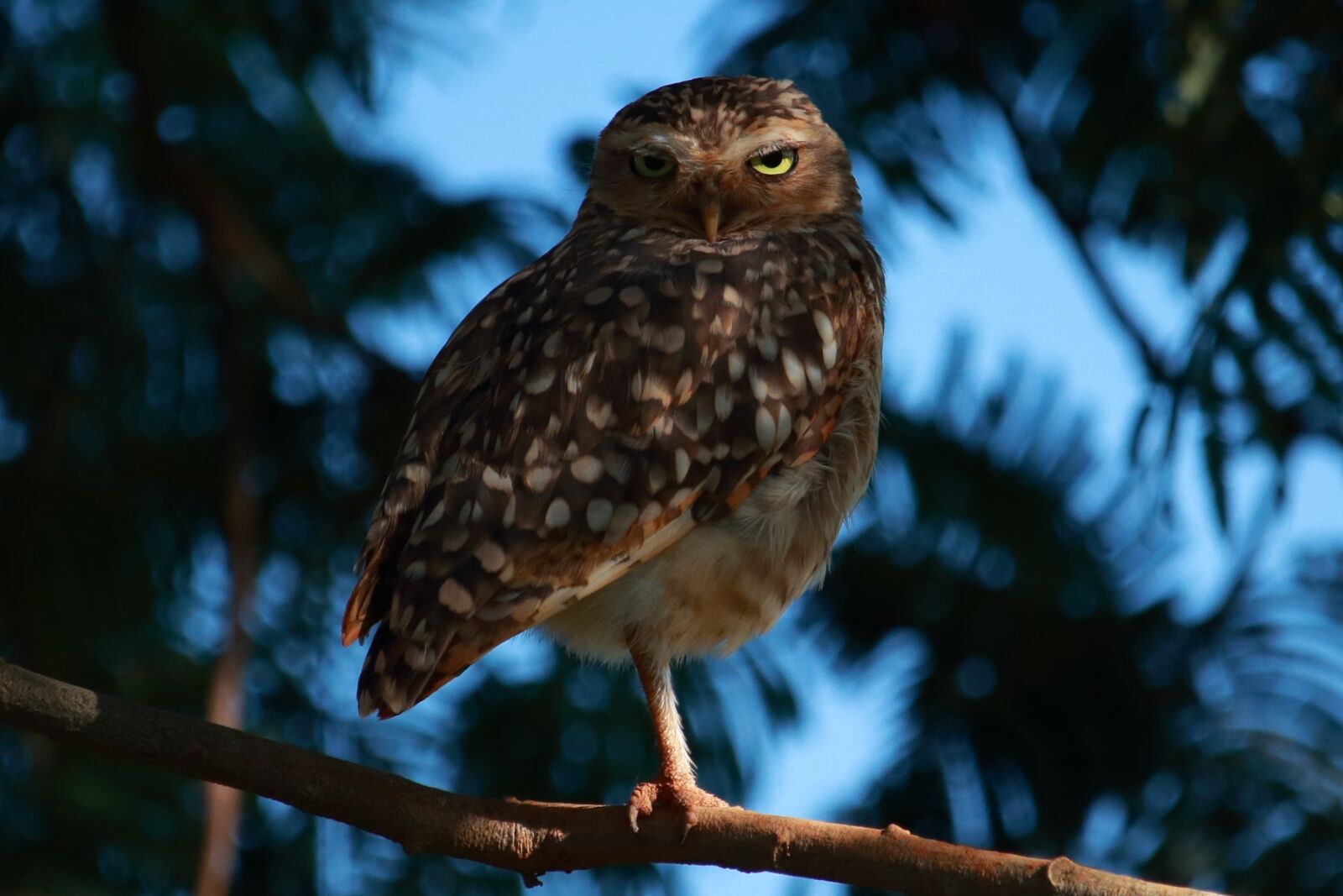 Canon EF-S 55-250mm F4-5.6 IS STM sample photo. Wildlife, nature, tree photography