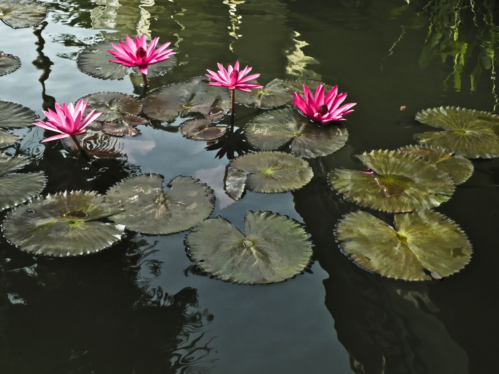 Nikon Coolpix P80 sample photo. Pool, lilies, flower photography