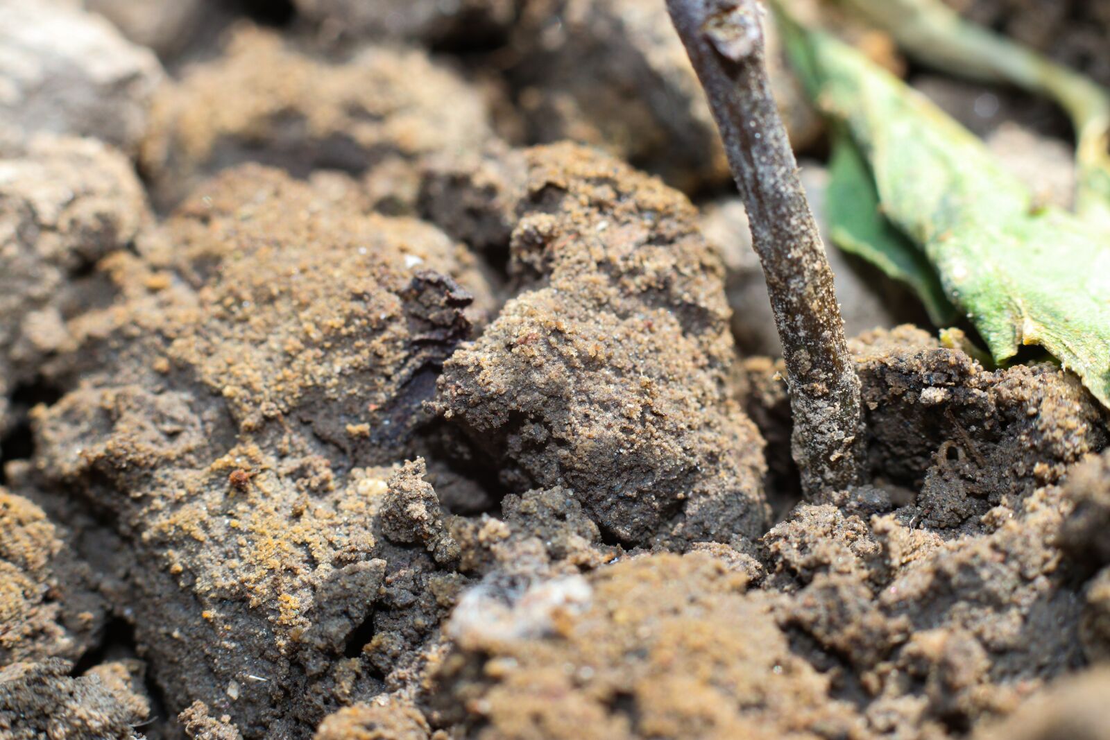 Canon EOS 80D + Canon EF 50mm F1.8 STM sample photo. Soil, earth, ground photography