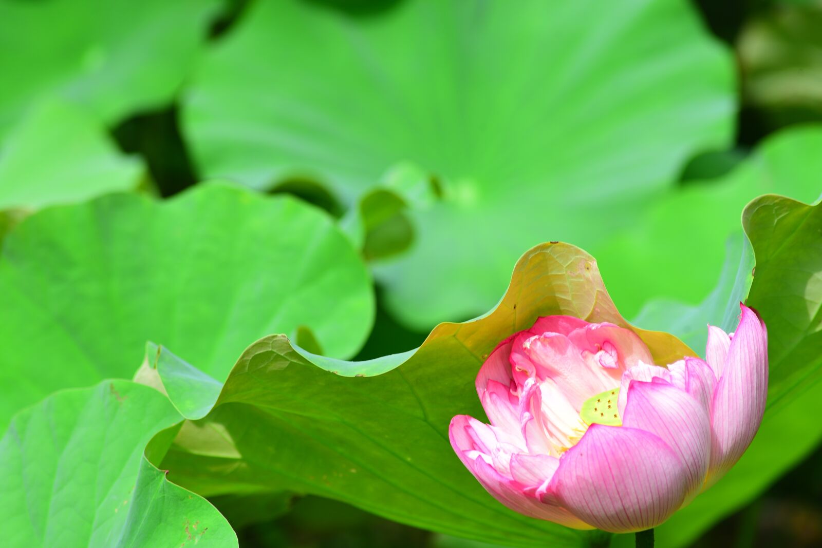 Nikon D750 sample photo. Lotus, flower, plant photography