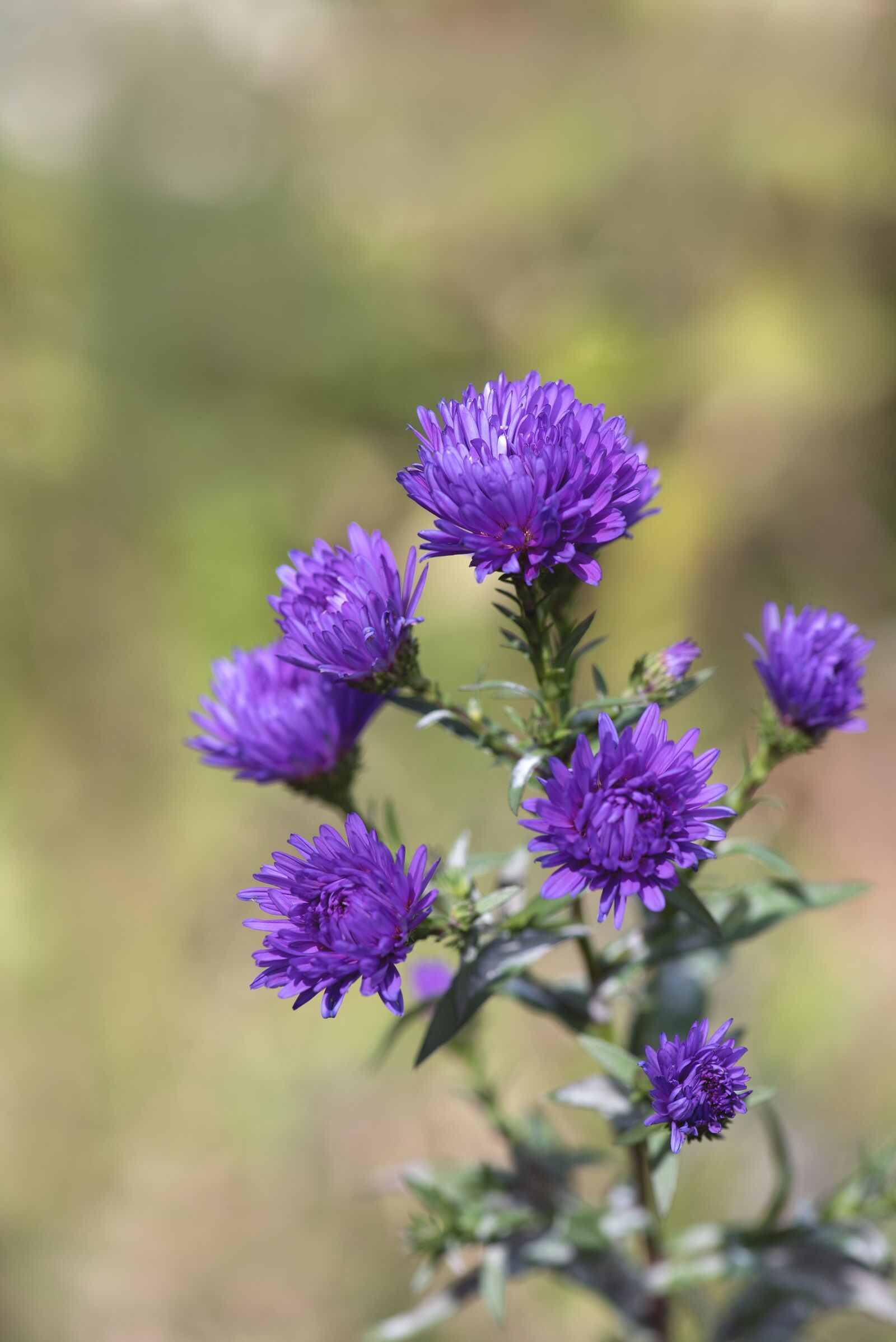 Nikon D750 sample photo. Asters, blue, herbstastern photography
