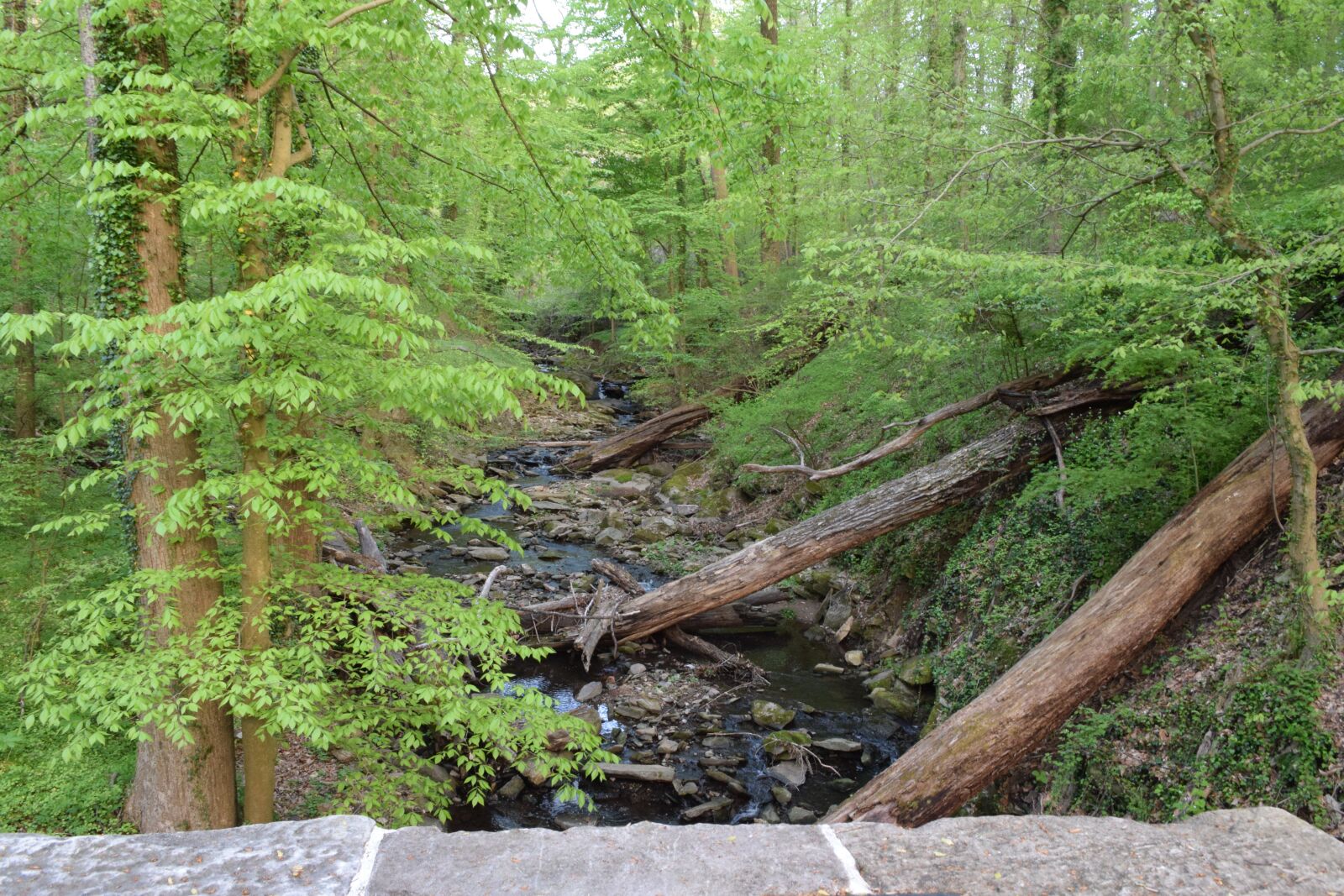 Nikon D3300 sample photo. Spring, forest, landscape photography