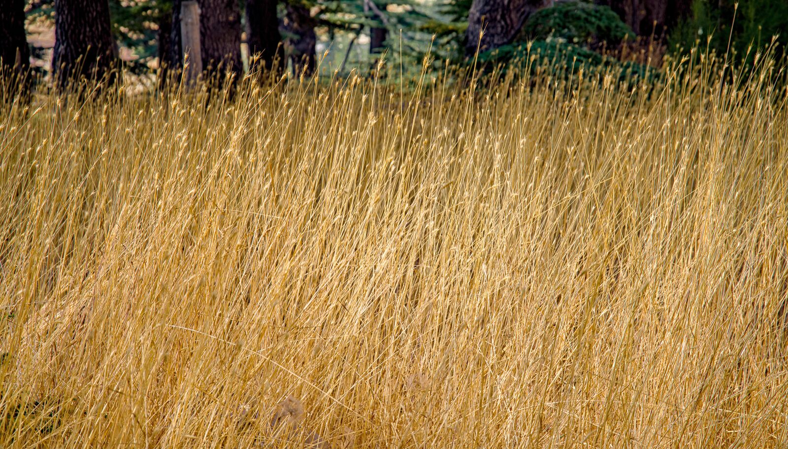 Pentax K-1 Mark II sample photo. Grass, high, dry photography