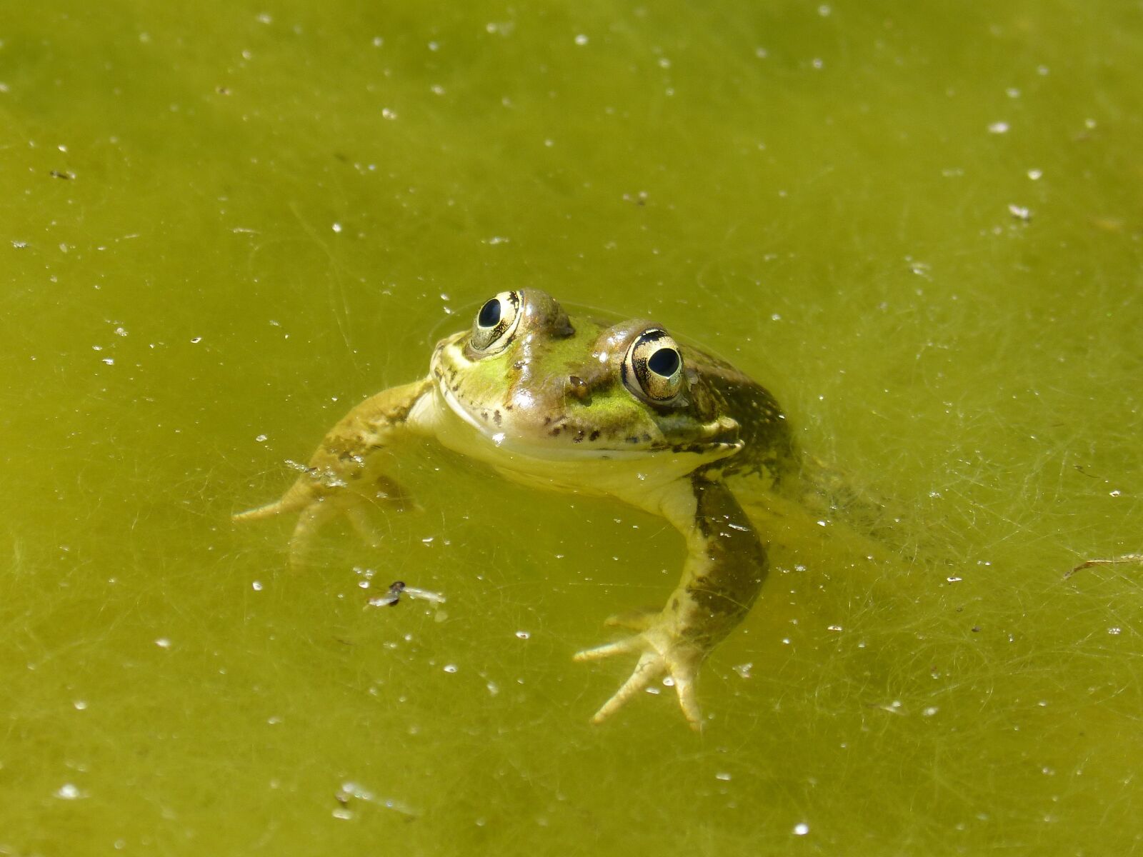 Panasonic DMC-FZ62 sample photo. Frog, raft, algae photography