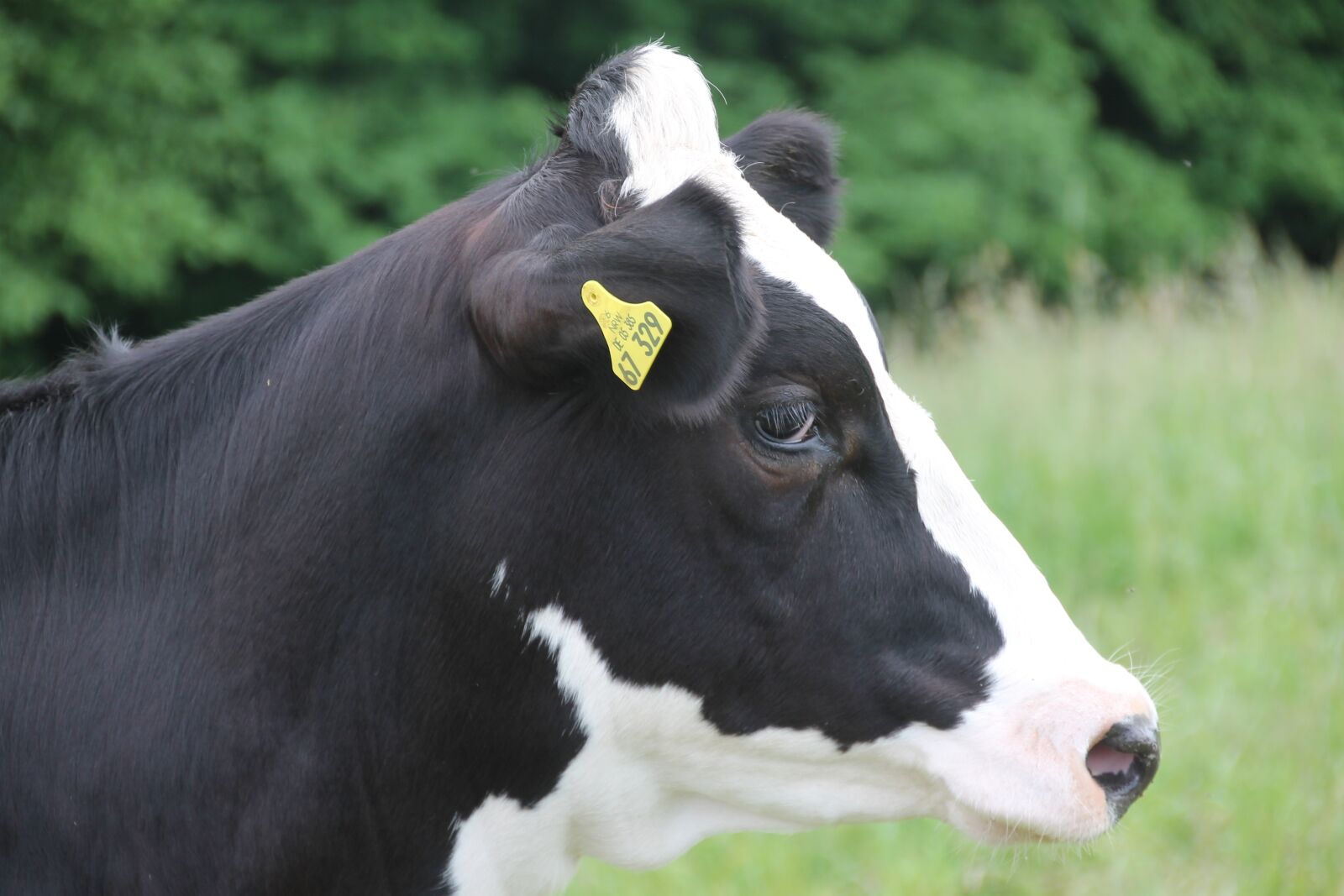 Canon EOS 1100D (EOS Rebel T3 / EOS Kiss X50) sample photo. Cow, agriculture, milk photography