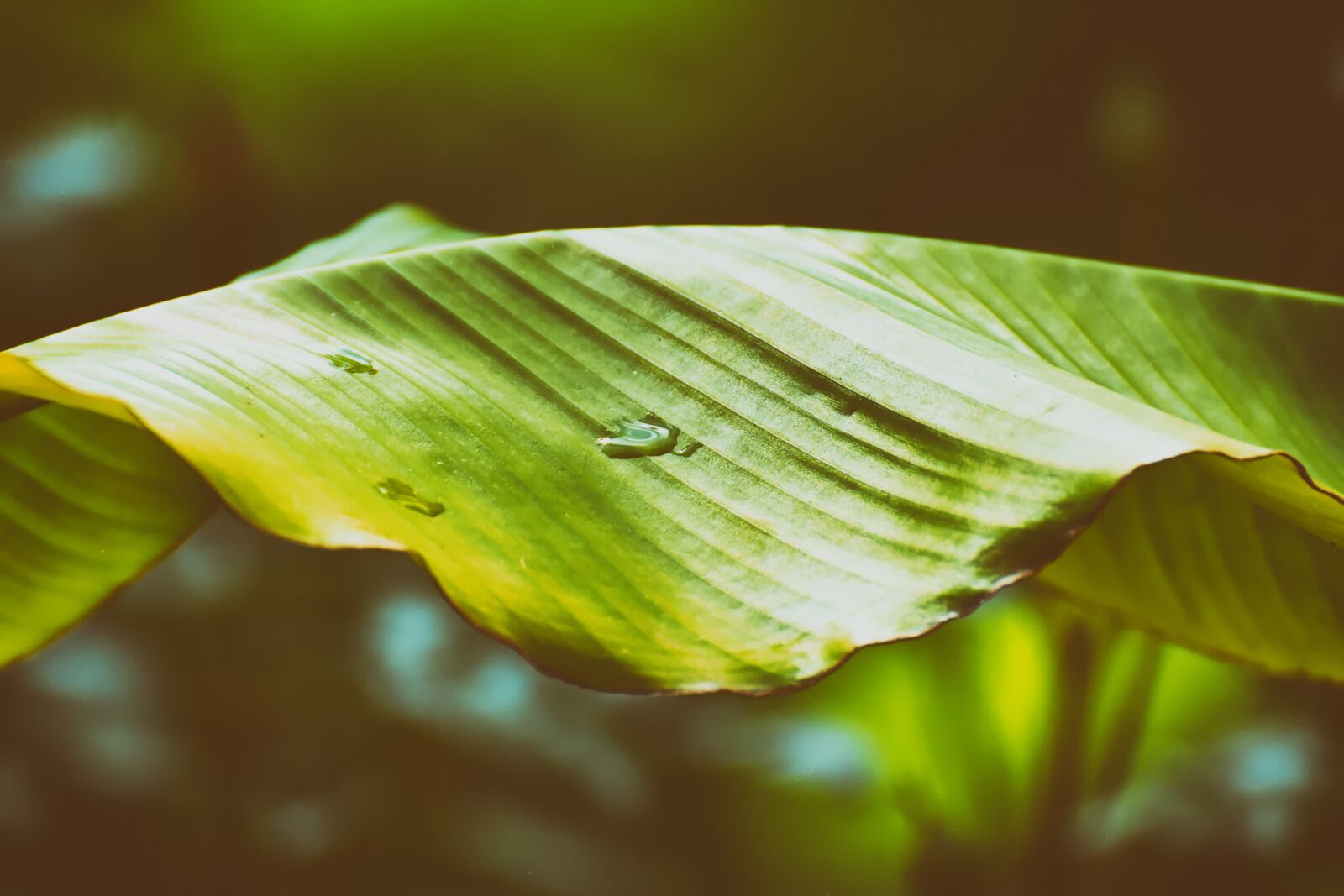 Nikon D7200 sample photo. Banana leaf, plant, green photography