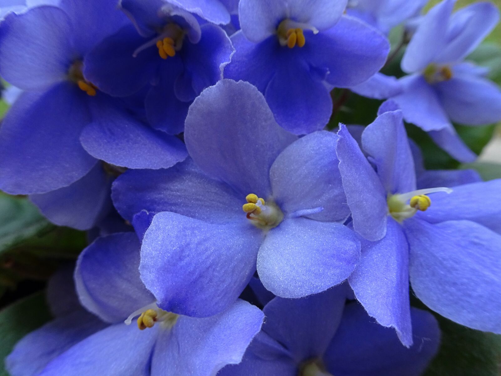 Sony Cyber-shot DSC-HX80 sample photo. African violets, purple flower photography