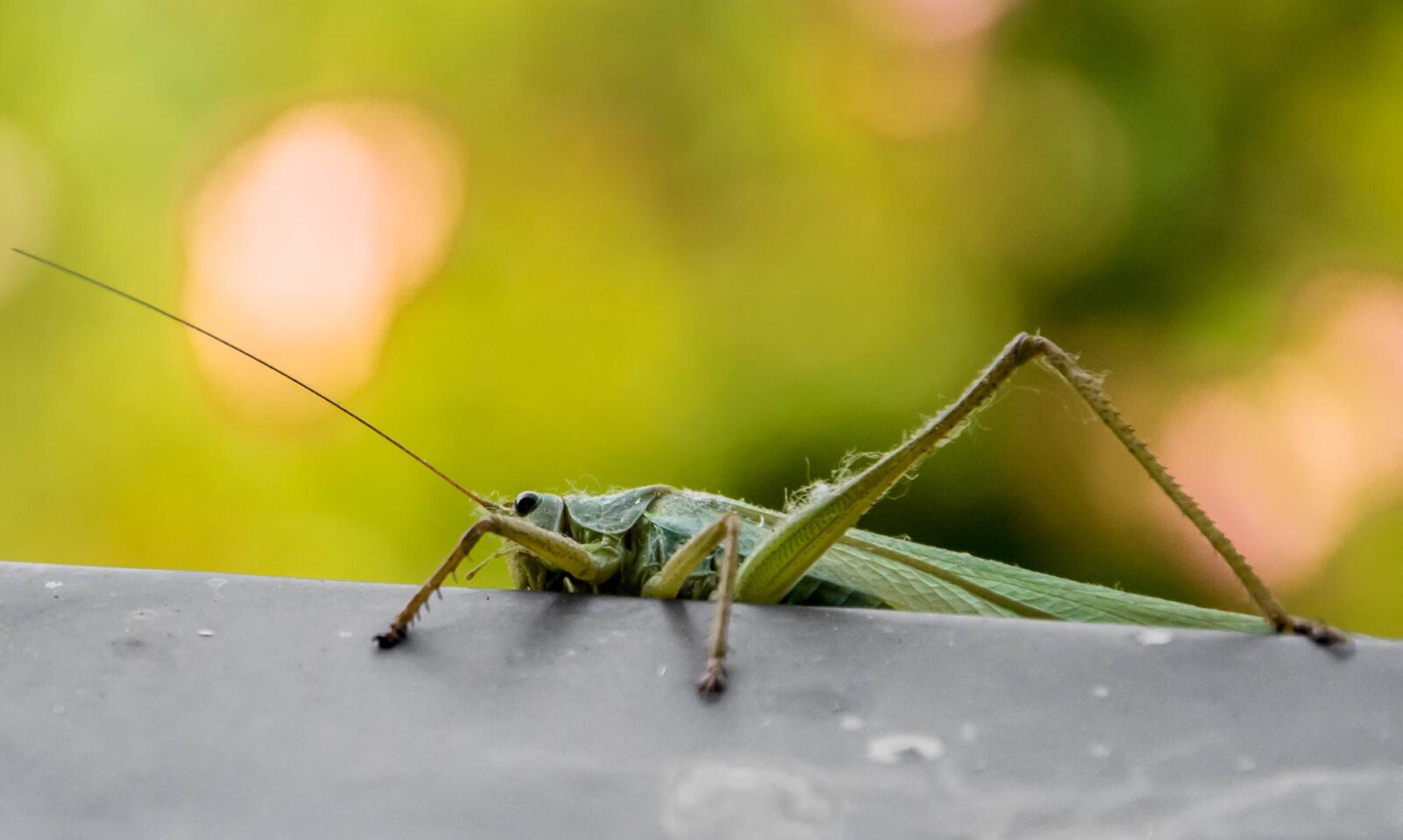 Nikon D7200 sample photo. Animals, grasshopper, green photography