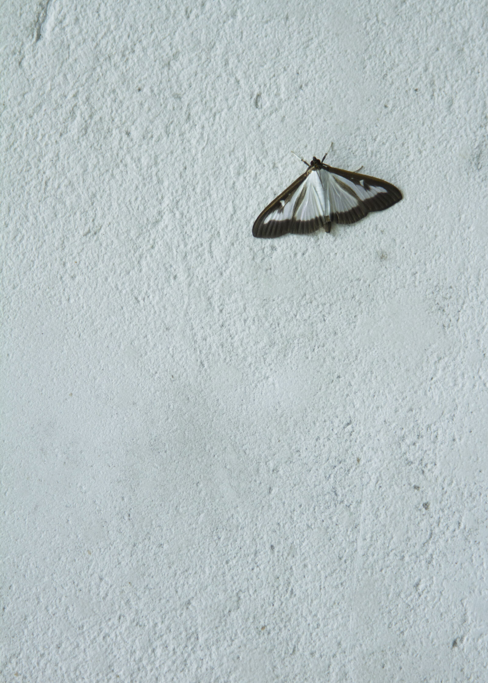 Canon EOS 7D sample photo. Butterfly, parpali, wall photography