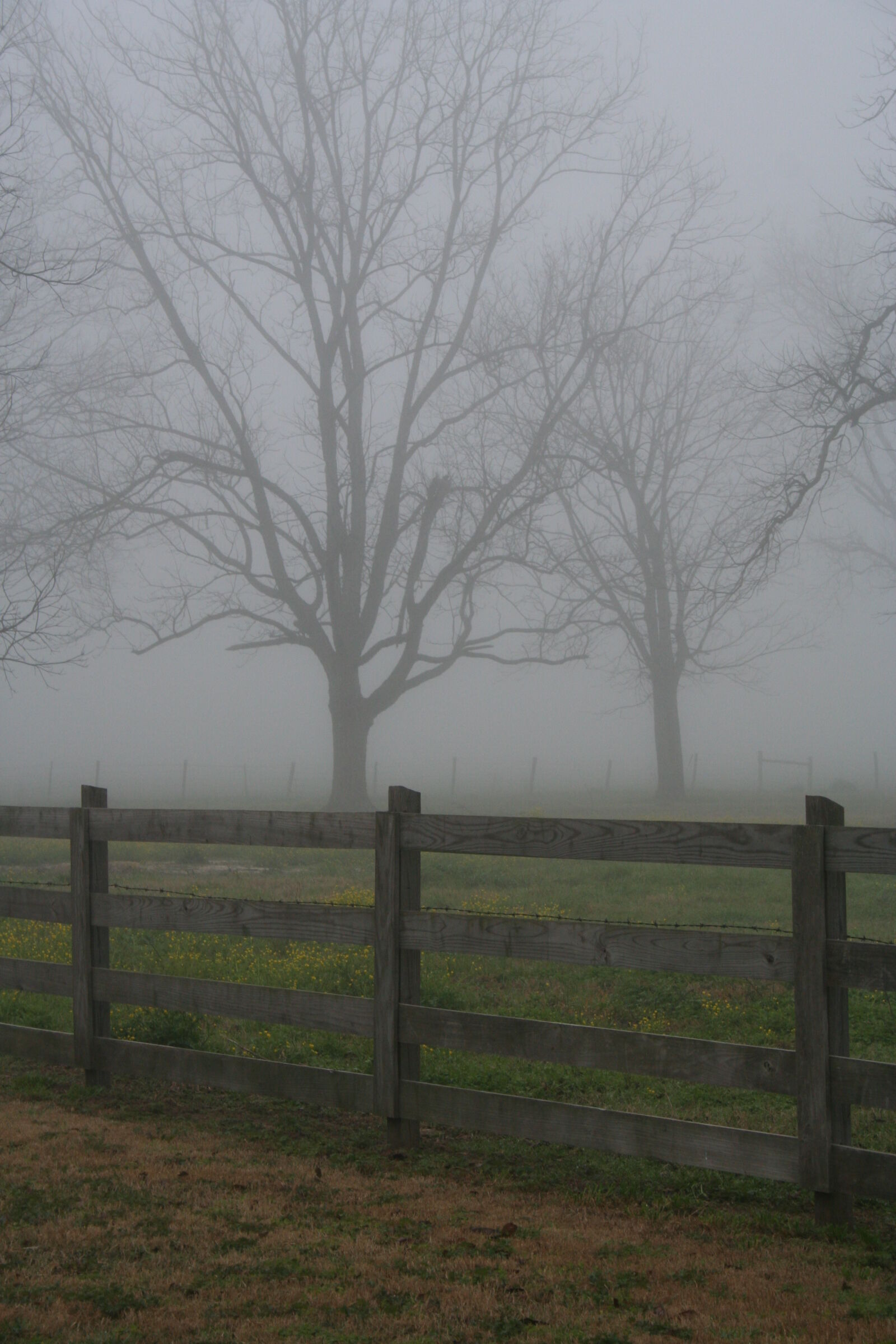Canon EOS 350D (EOS Digital Rebel XT / EOS Kiss Digital N) sample photo. Bare, trees, fog, wooden photography