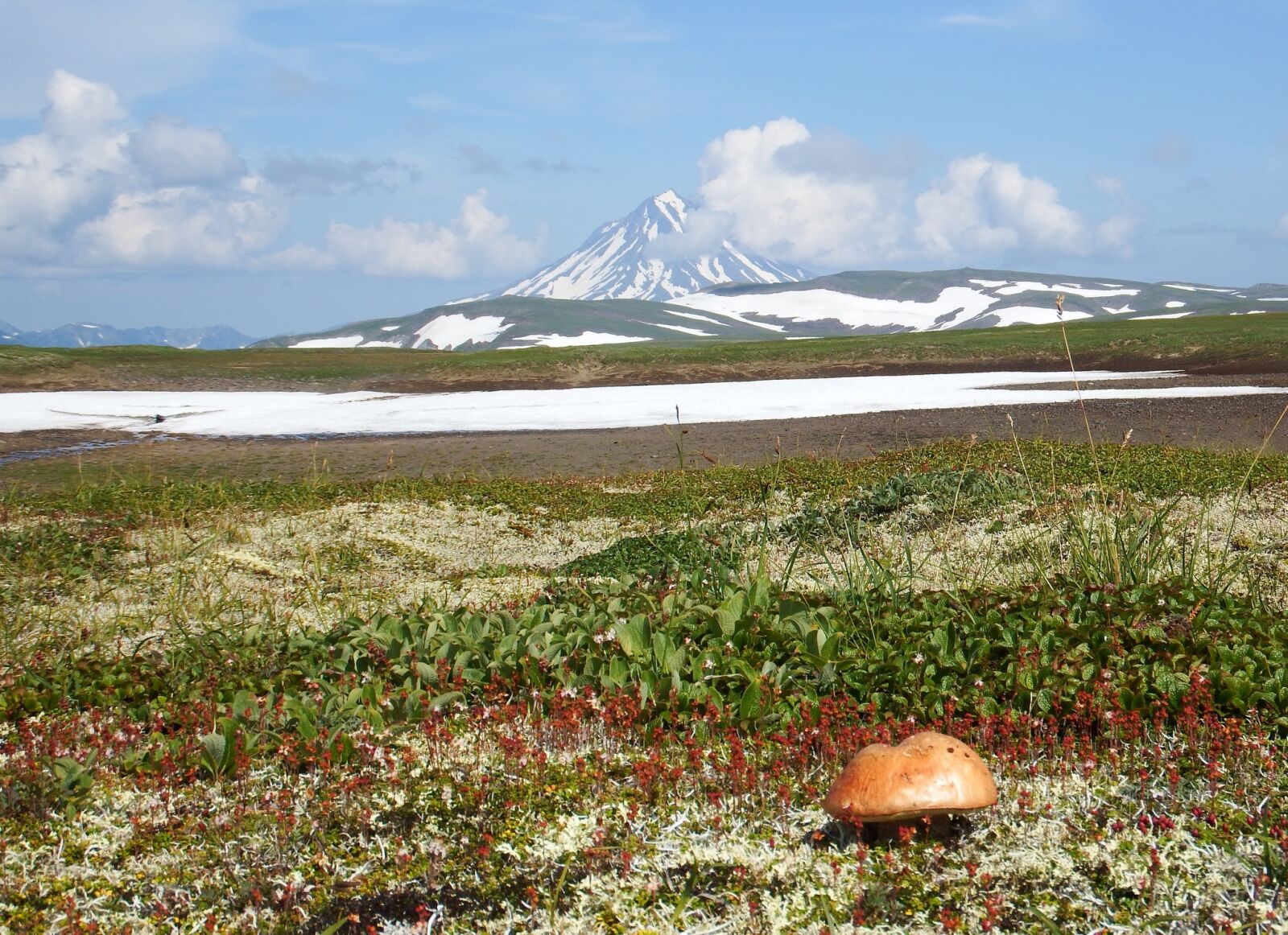 Fujifilm FinePix S1 sample photo. Kamchatka, mountain plateau, mushroom photography