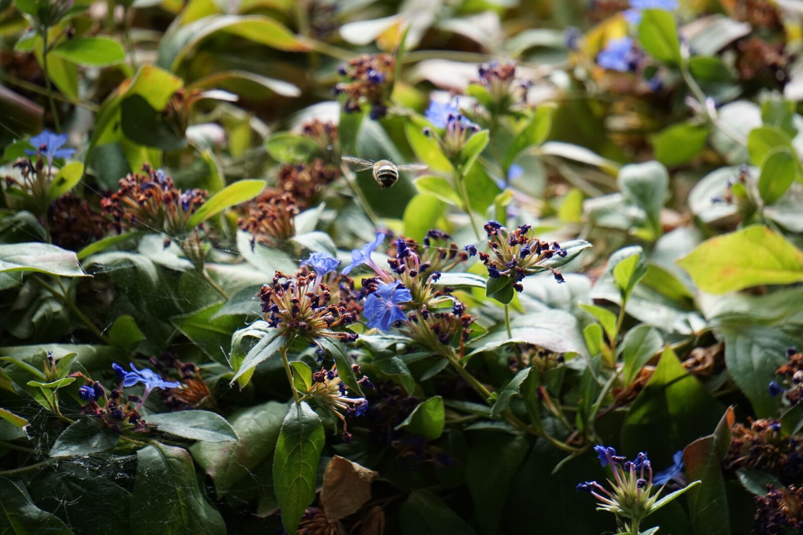 Sony E 55-210mm F4.5-6.3 OSS sample photo. Flower, flowers, bee photography