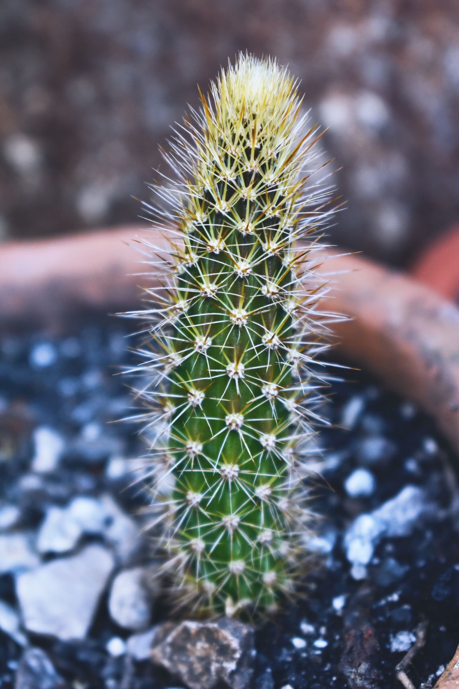Nikon D3400 sample photo. Nature, plant, captus photography