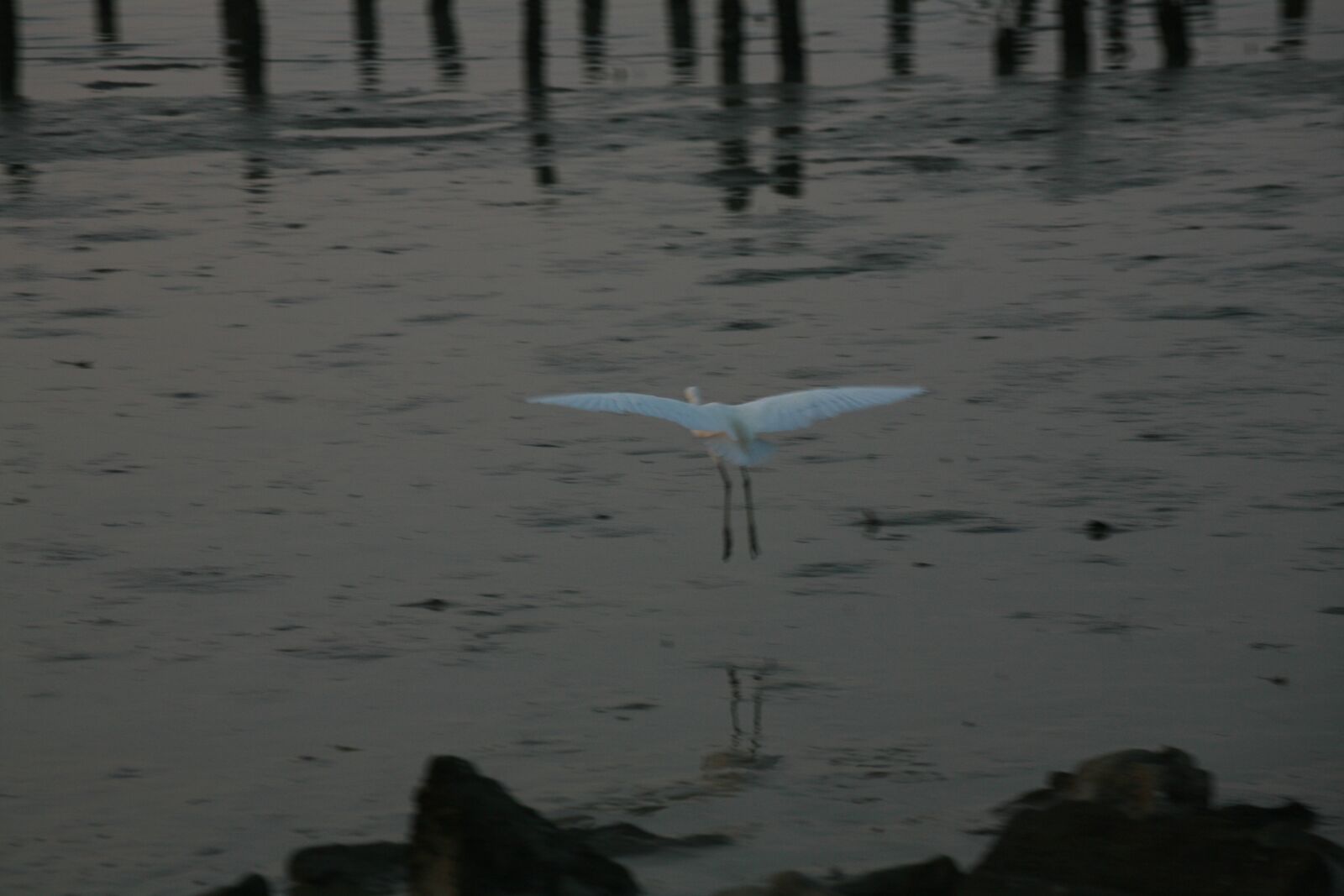 Canon EOS 5D sample photo. Shenzhen, bird, sea photography