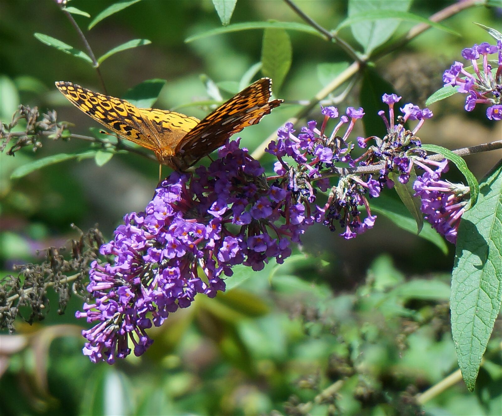 Sony Alpha NEX-5T sample photo. Fritillary butterfly, butterfly, nature photography