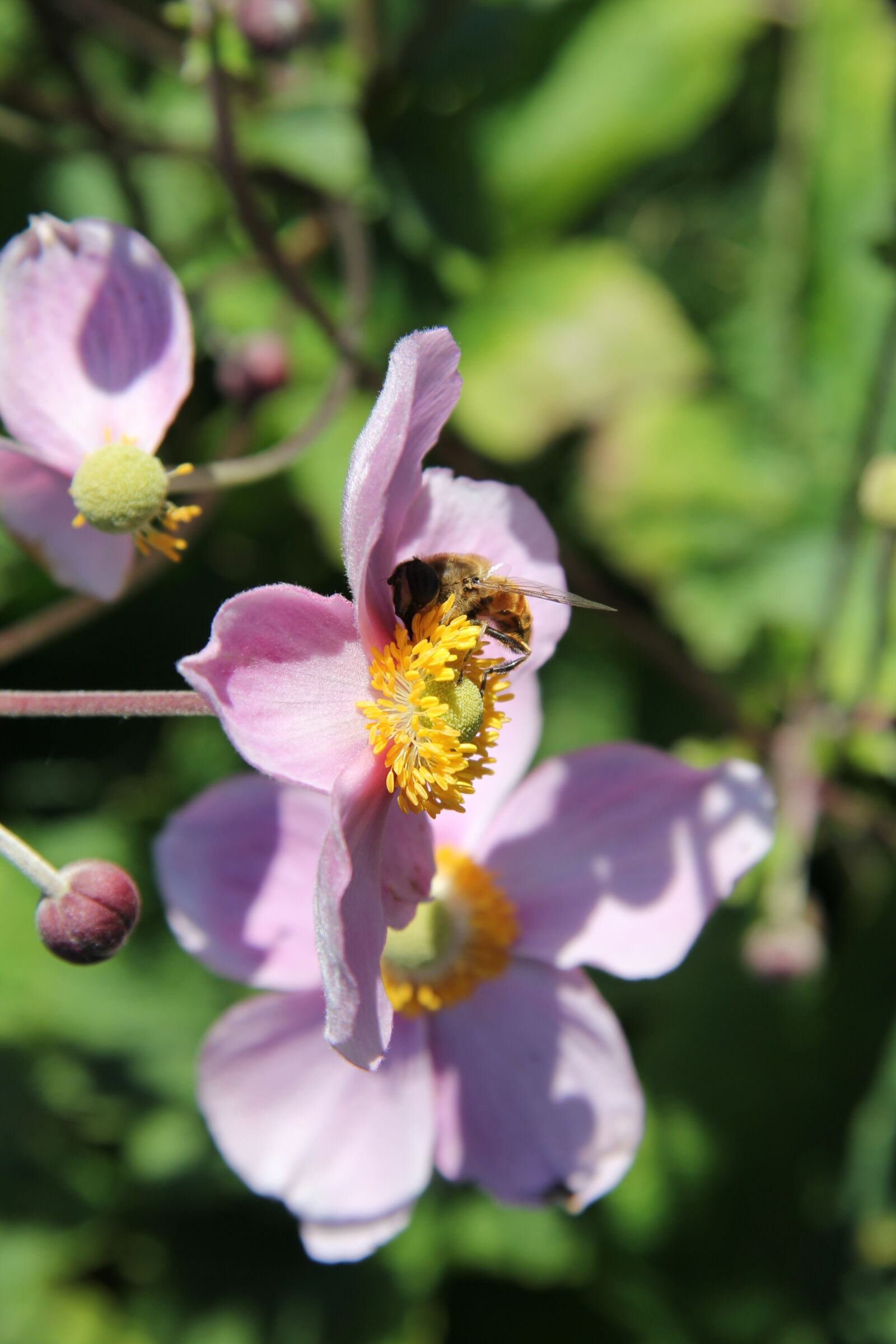 Canon EF-S 17-85mm F4-5.6 IS USM sample photo. Bee, insect, nature photography