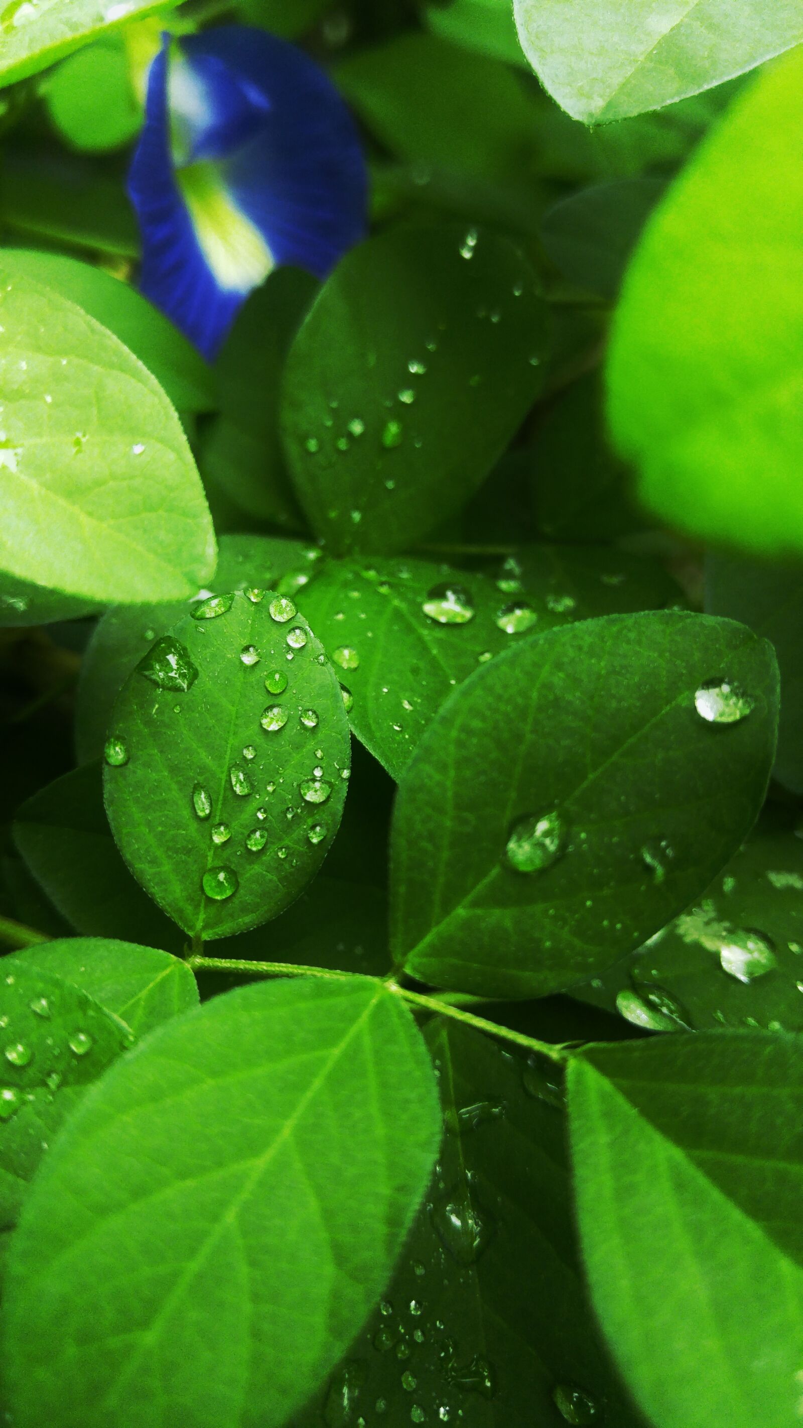 LG G4 sample photo. Flower, leaves, drops photography