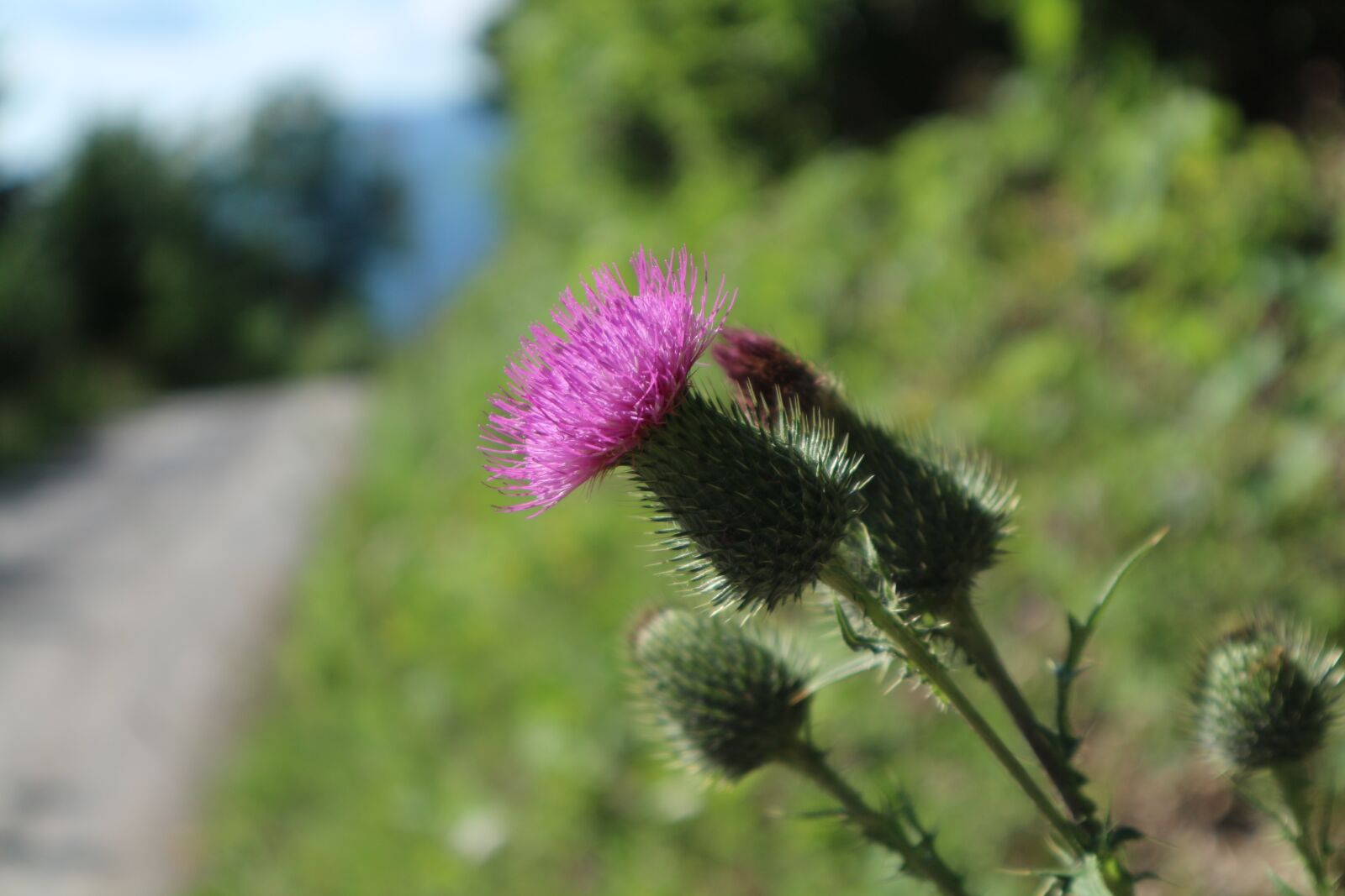 Canon EF-M 15-45mm F3.5-6.3 IS STM sample photo. Thistle, flower, bloom photography