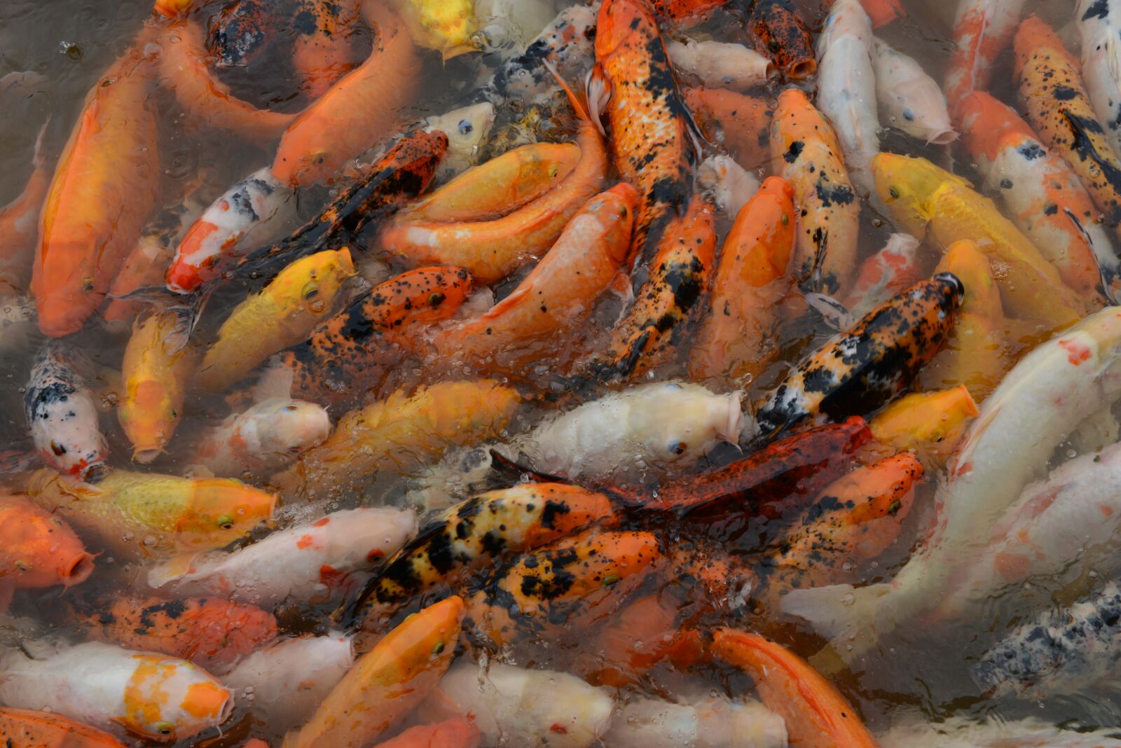 Nikon D800 sample photo. Fish, red, swim photography