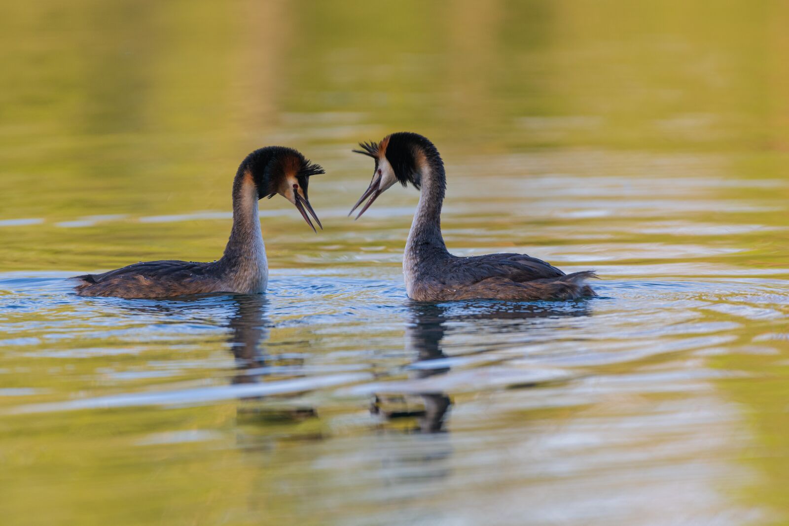 Nikon Z7 sample photo. Great crested grebe, pair photography