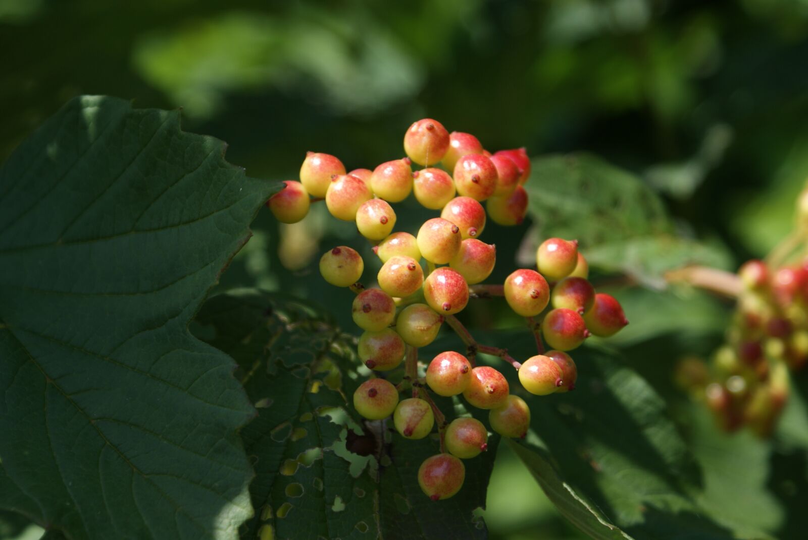 Sony Alpha DSLR-A200 sample photo. Berries, plant, nature photography