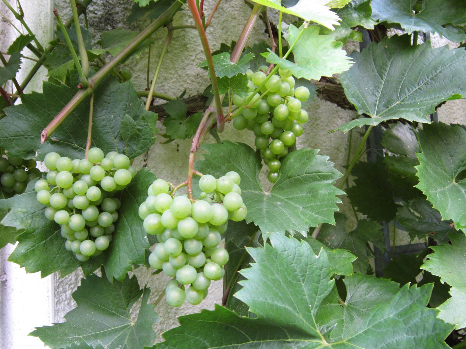 Canon PowerShot A3300 IS sample photo. Grape, vine, white, wine photography