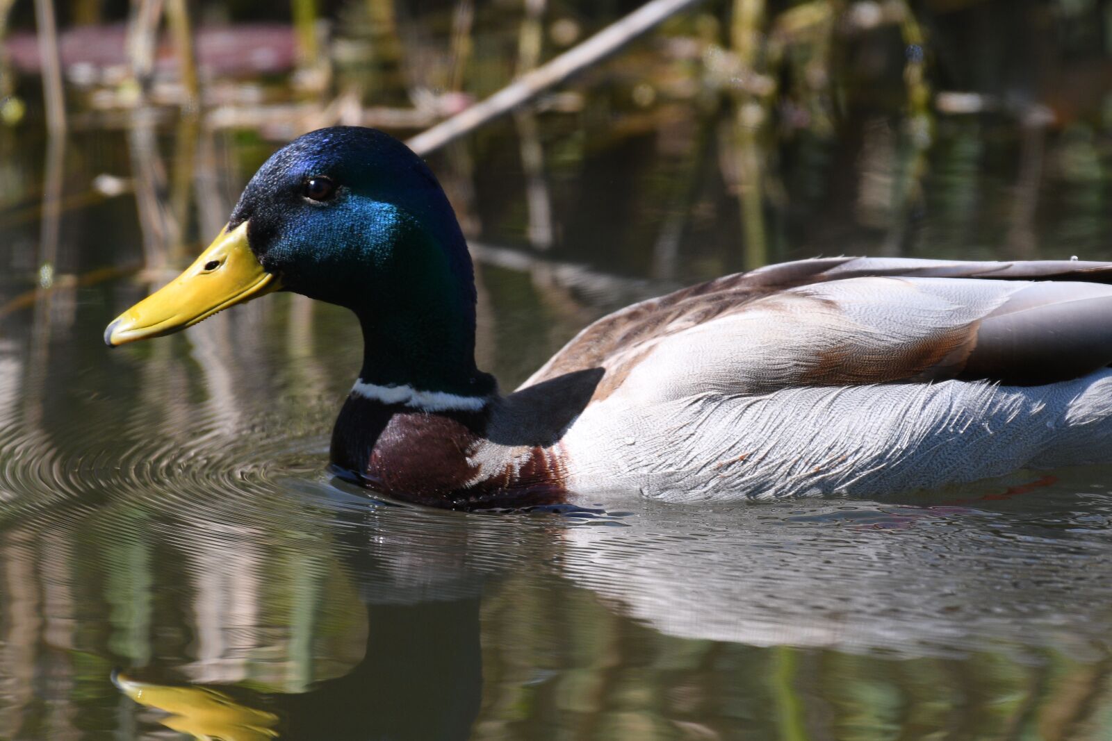 Nikon D500 sample photo. Duck, bird, puddle photography