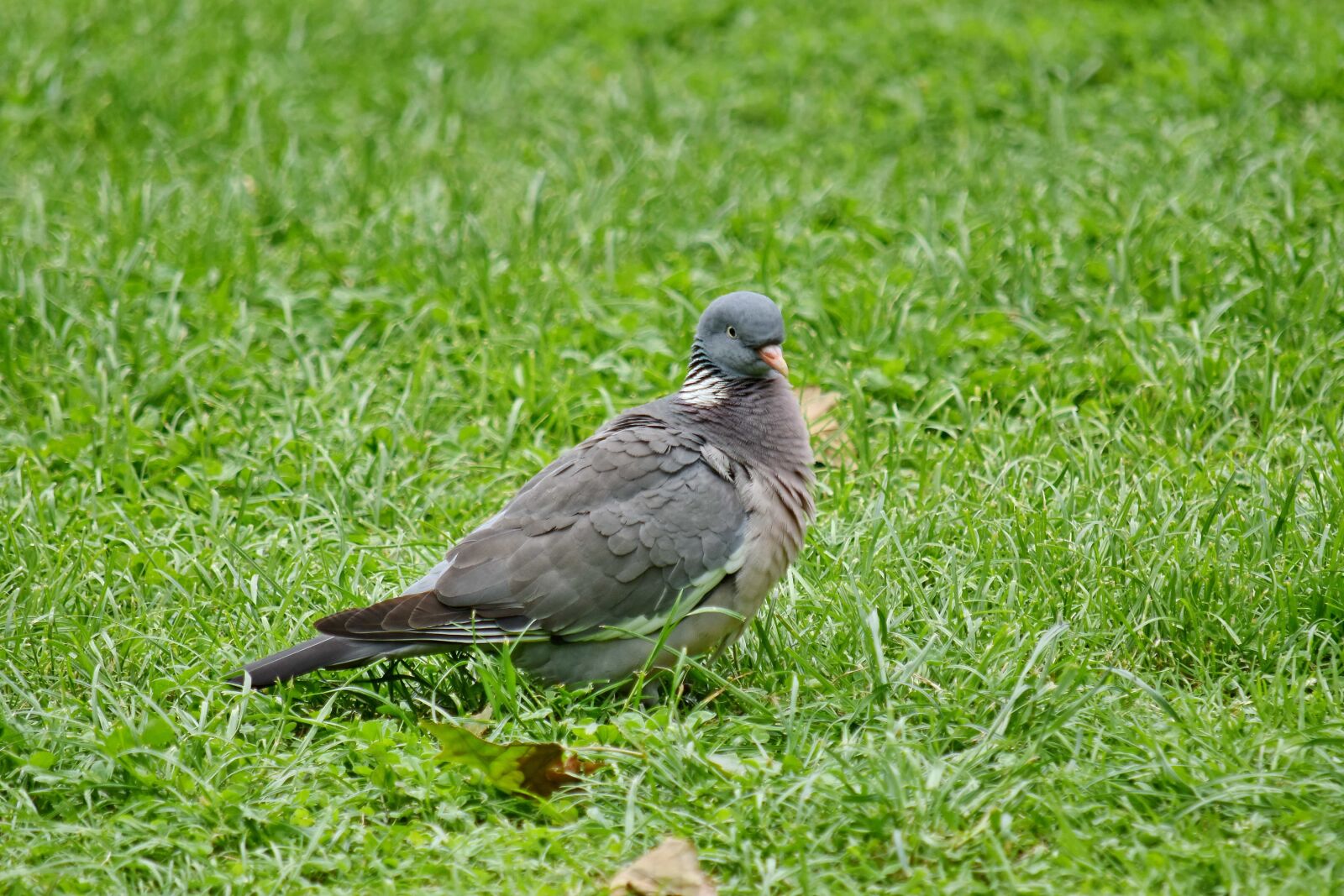 Nikon D5500 sample photo. Pigeon, wildlife, wild, grass photography
