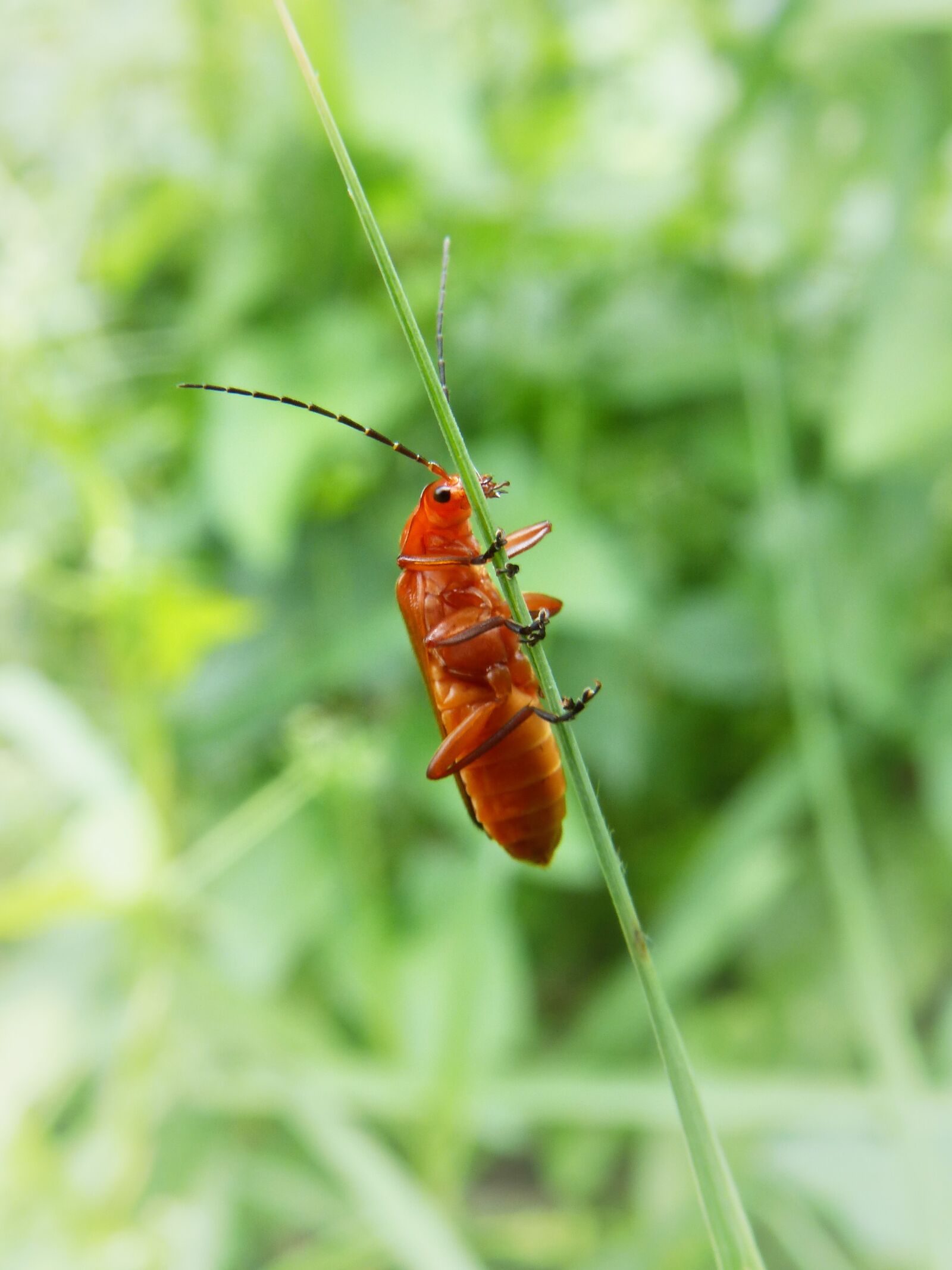 Panasonic DMC-FZ62 sample photo. Coleoptera, branch, orange beetle photography