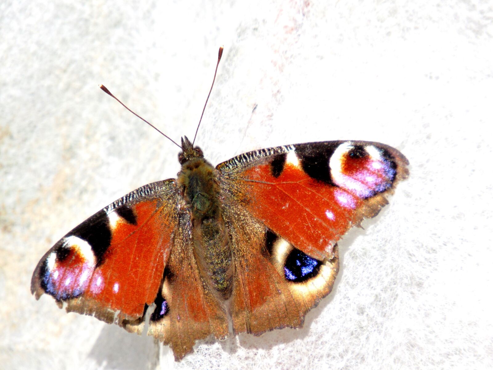 Canon PowerShot SX530 HS sample photo. Peacock butterfly, butterfly, peacock photography