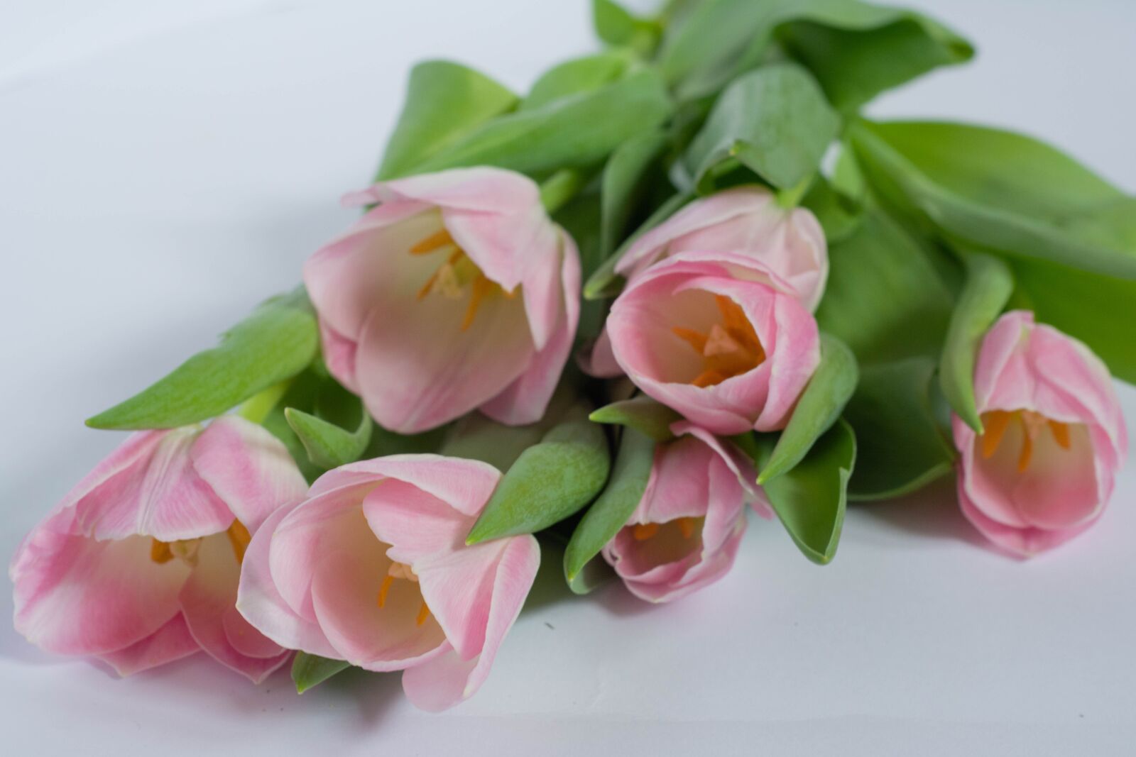 Nikon D5200 sample photo. Tulips, flowers, tulip photography