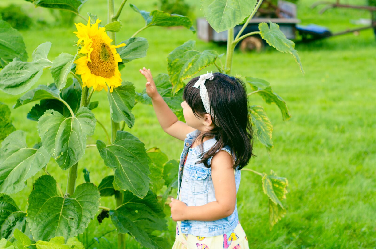 Nikon D7000 sample photo. Sunflower, girl, summer photography