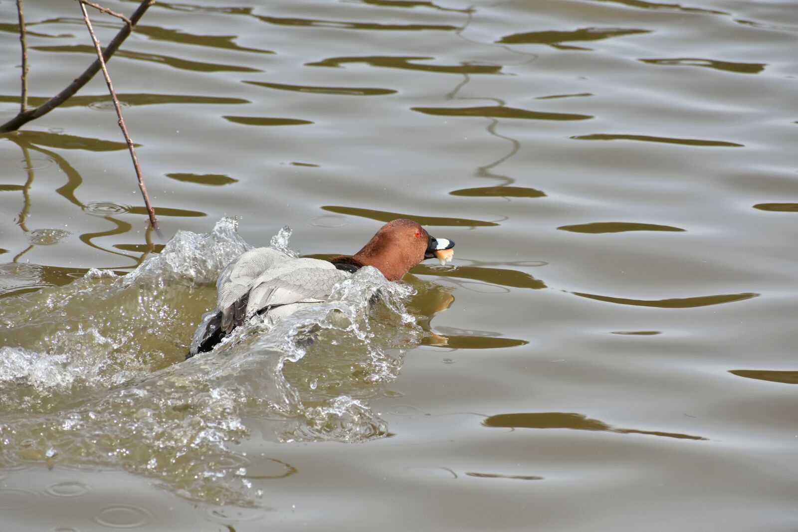 Nikon D7200 sample photo. Animal, lake, waterside photography