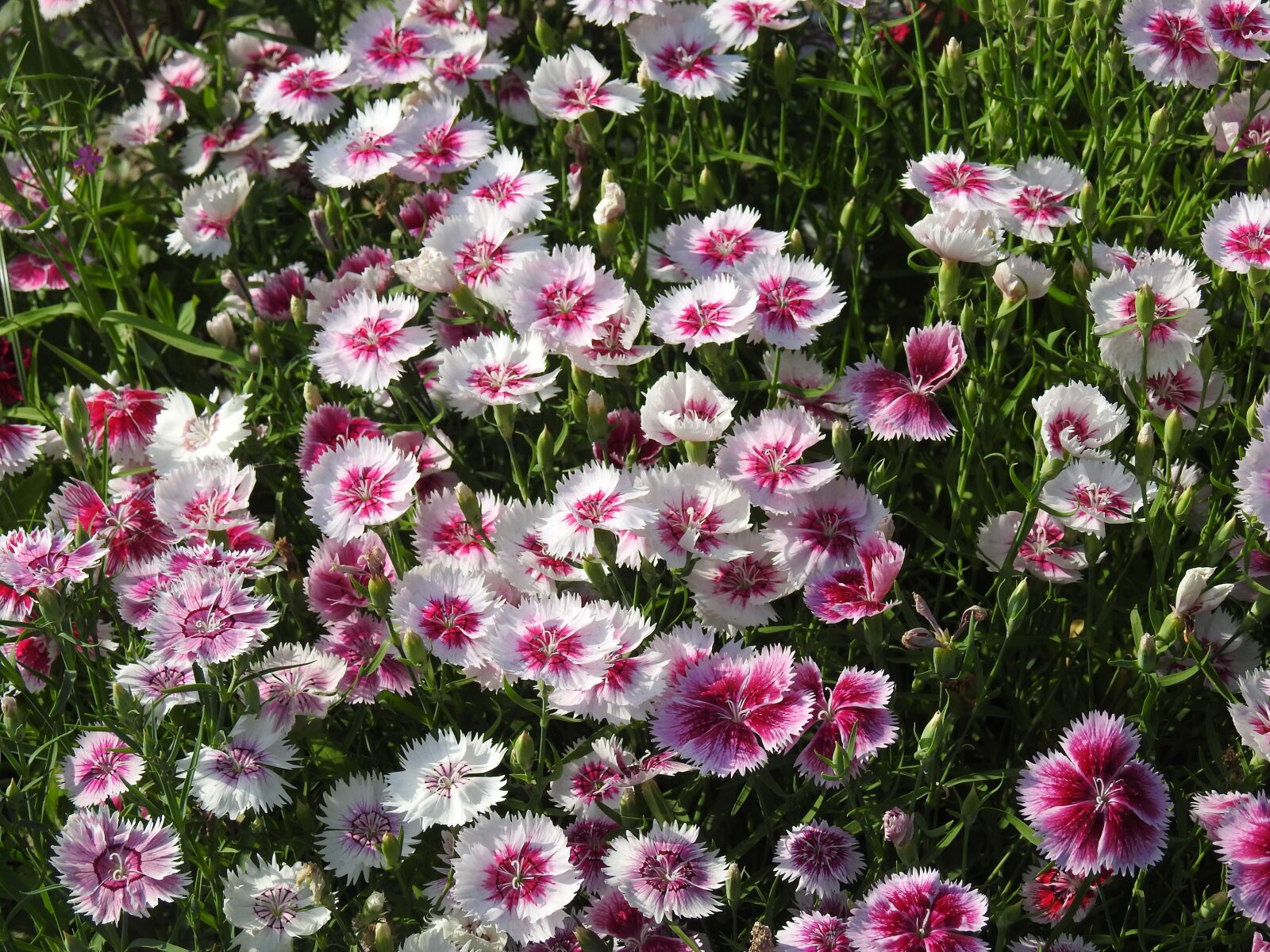 Nikon Coolpix P900 sample photo. Flower, flora, floral photography