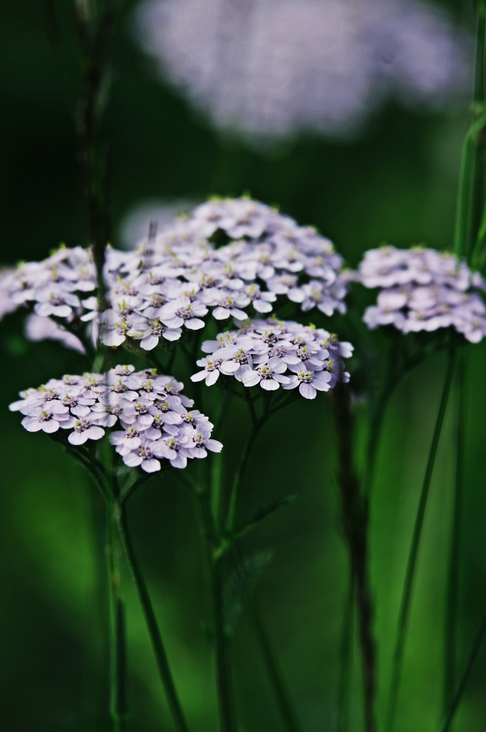 Pentax K-r sample photo. Flowers, white, summer photography