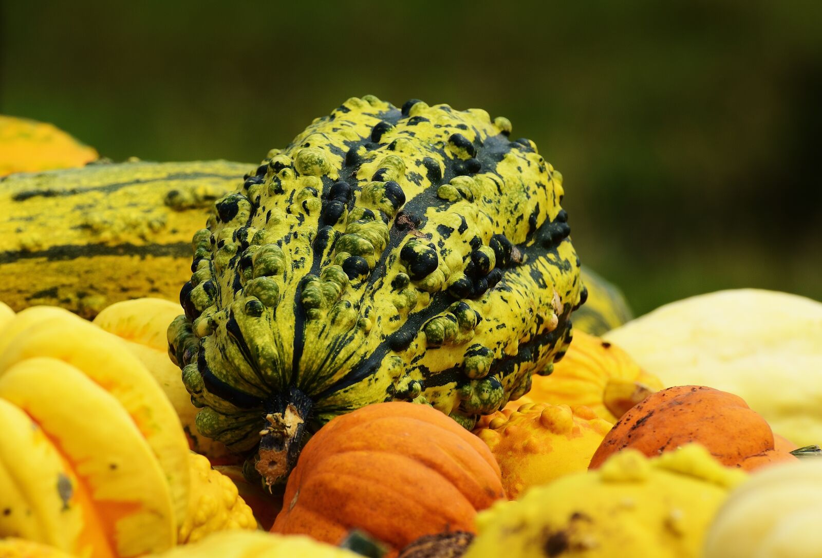 Nikon D7200 sample photo. Pumpkins, autumn, autumn decoration photography