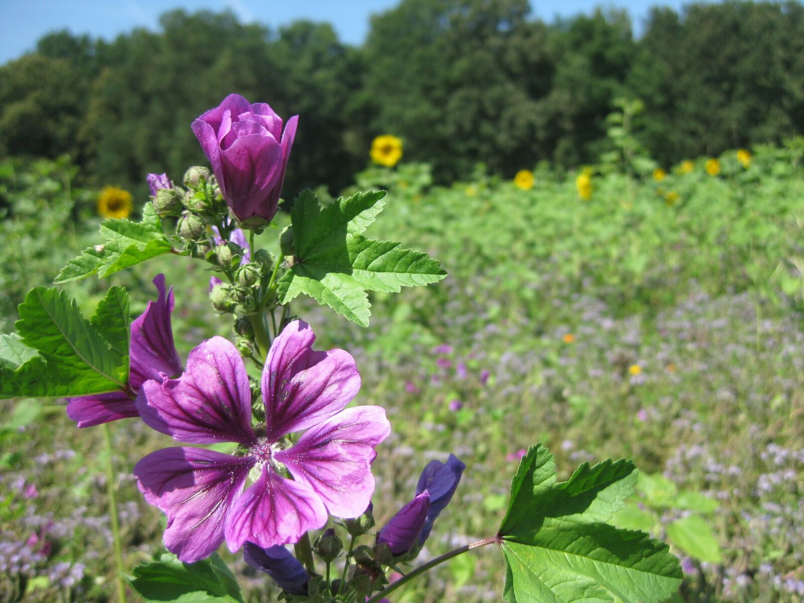 Canon PowerShot SD1100 IS (Digital IXUS 80 IS / IXY Digital 20 IS) sample photo. Summer, flowers, purple photography