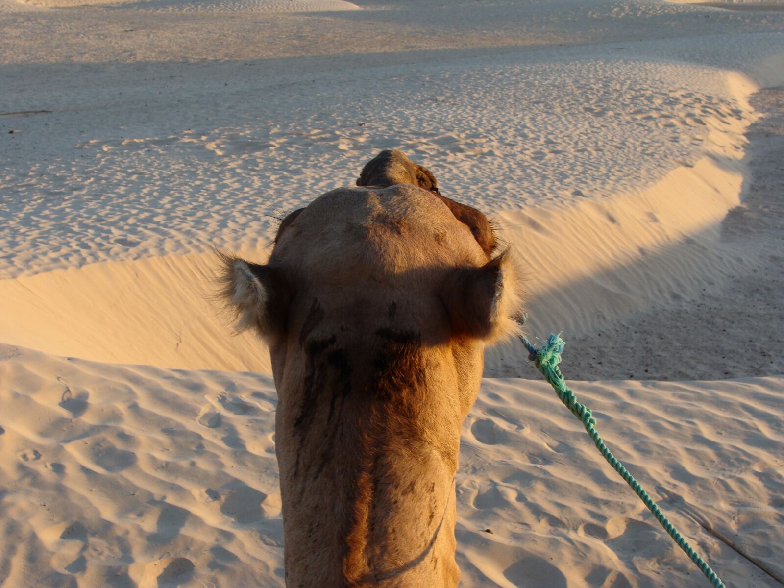 Sony Cyber-shot DSC-H10 sample photo. Sand, sahara, camel photography