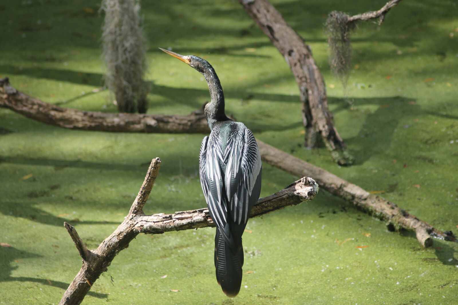 Canon EOS 1100D (EOS Rebel T3 / EOS Kiss X50) sample photo. Anhinga, circle b reserve photography
